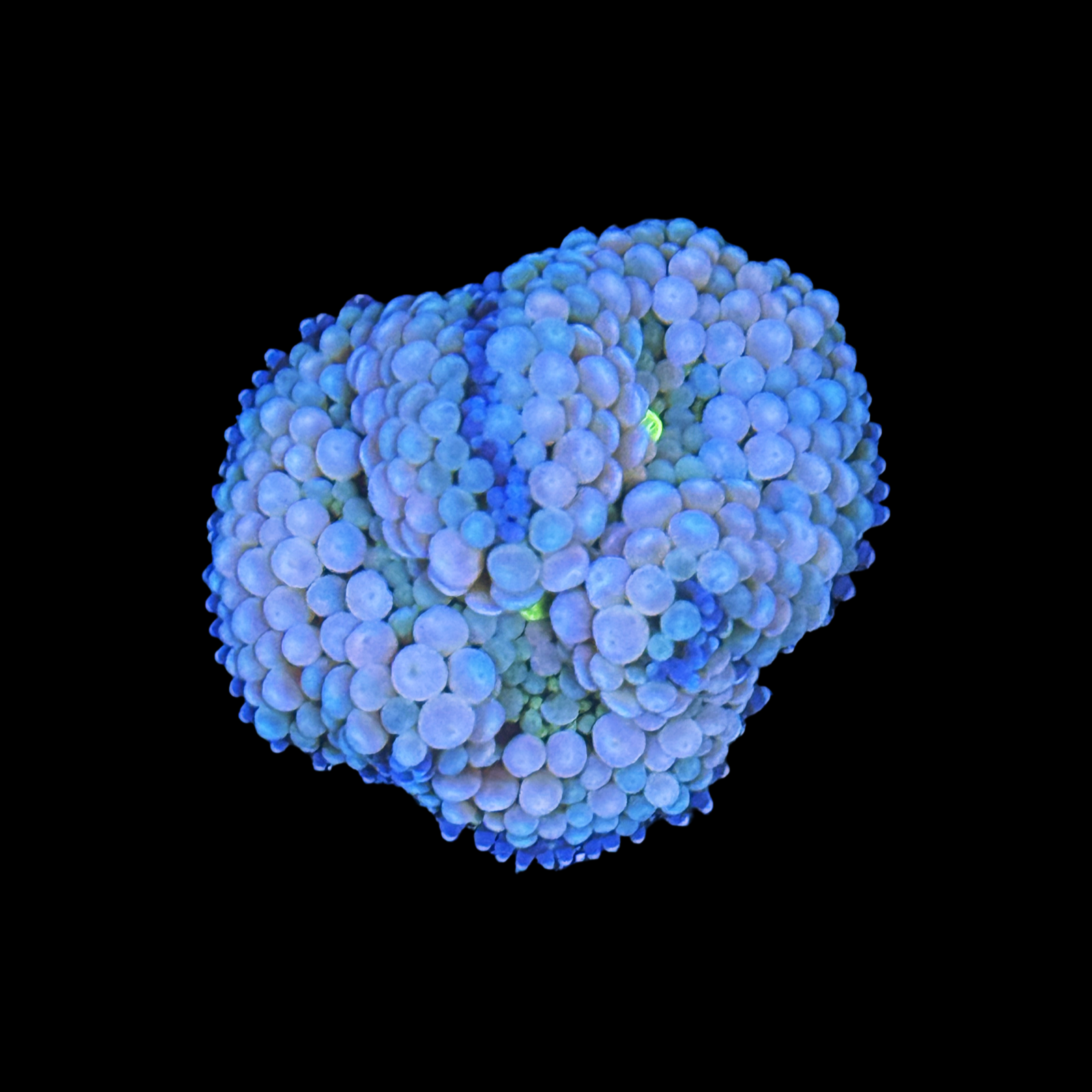 Flordia Ricordea Mushroom