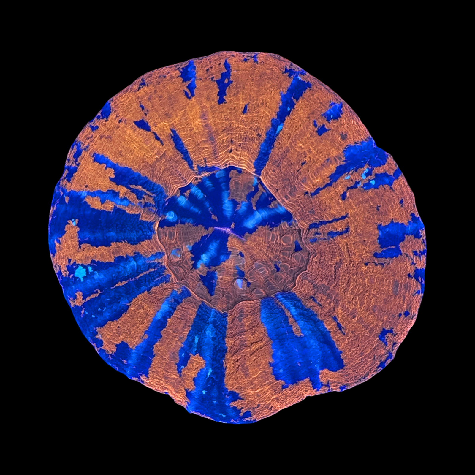 Ultra Aussie War Paint Scolymia XL