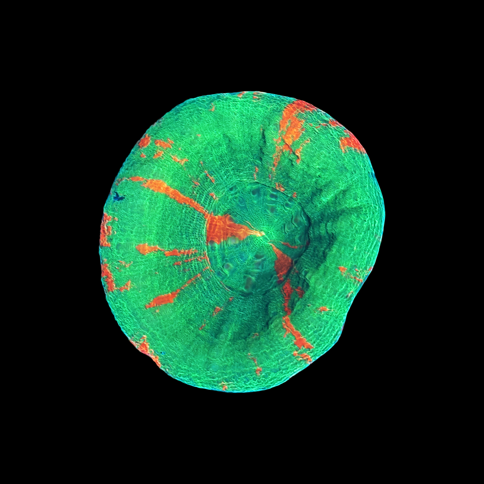 Bleeding Apple Scolymia Large