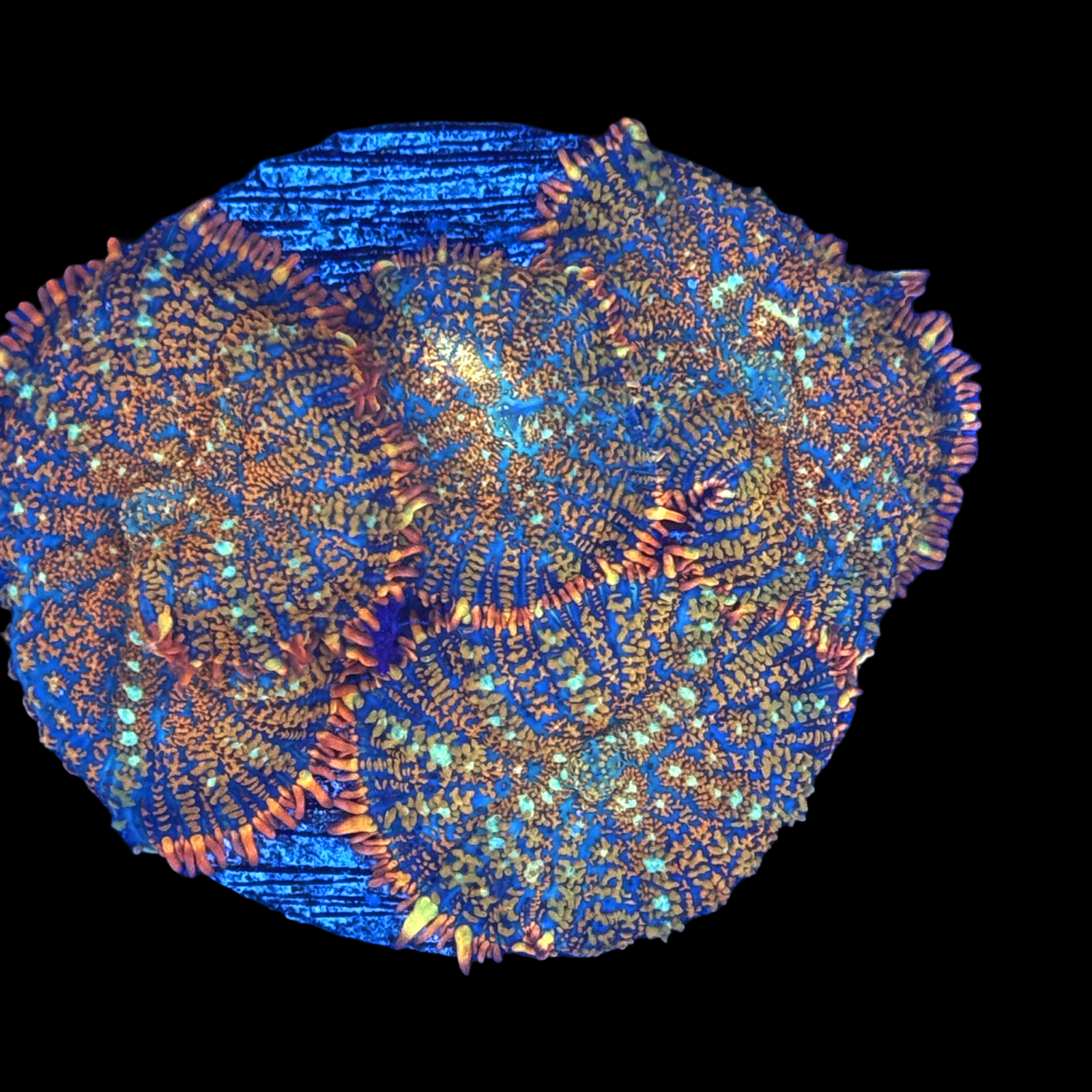 Rainbow Rhodactis Mushroom Colony