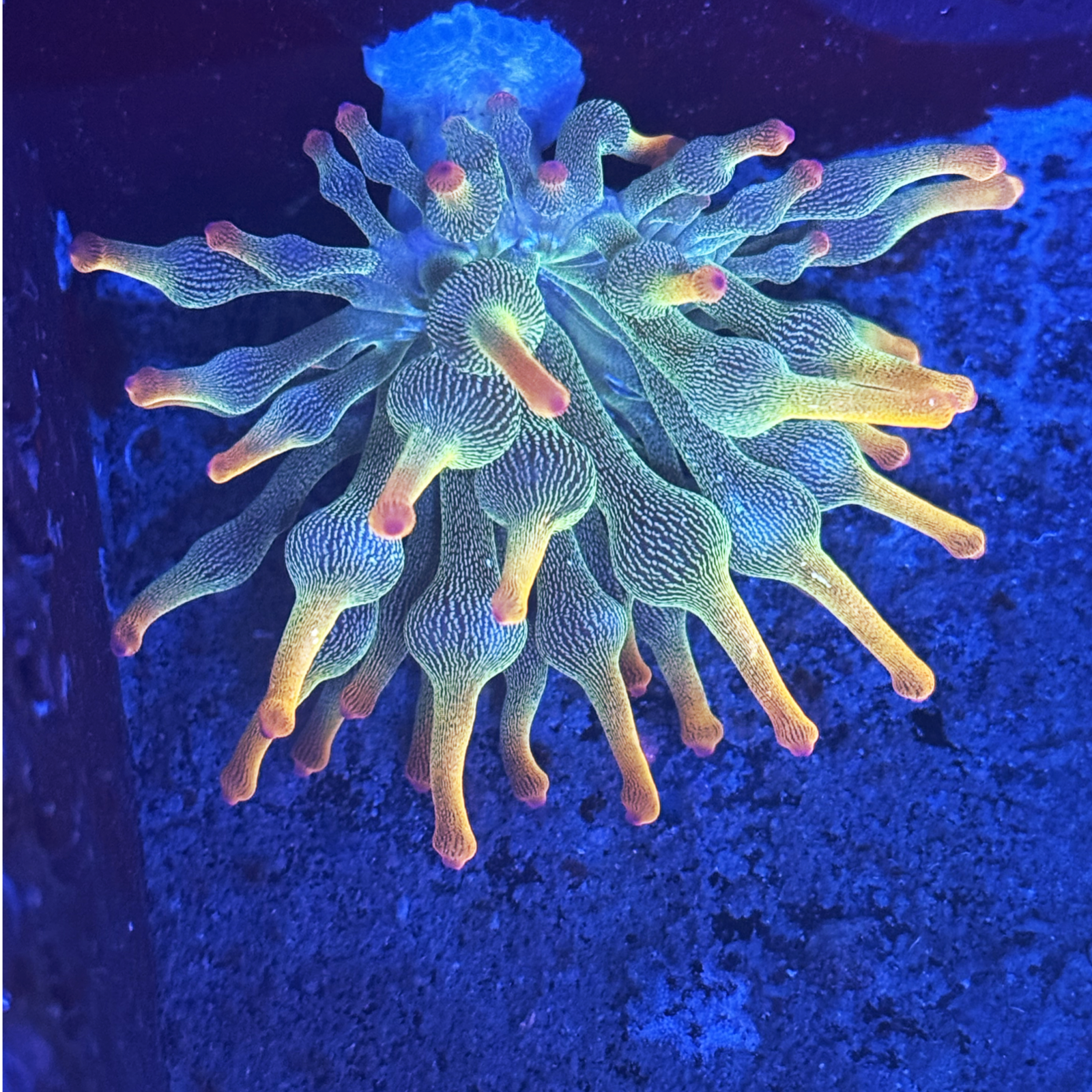 ECC Holy Grail Bubble Tip Anemone
