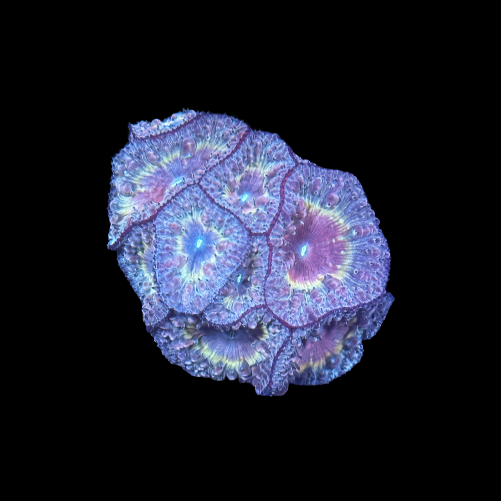 Ultra Hot Rainbow Blasto Colony