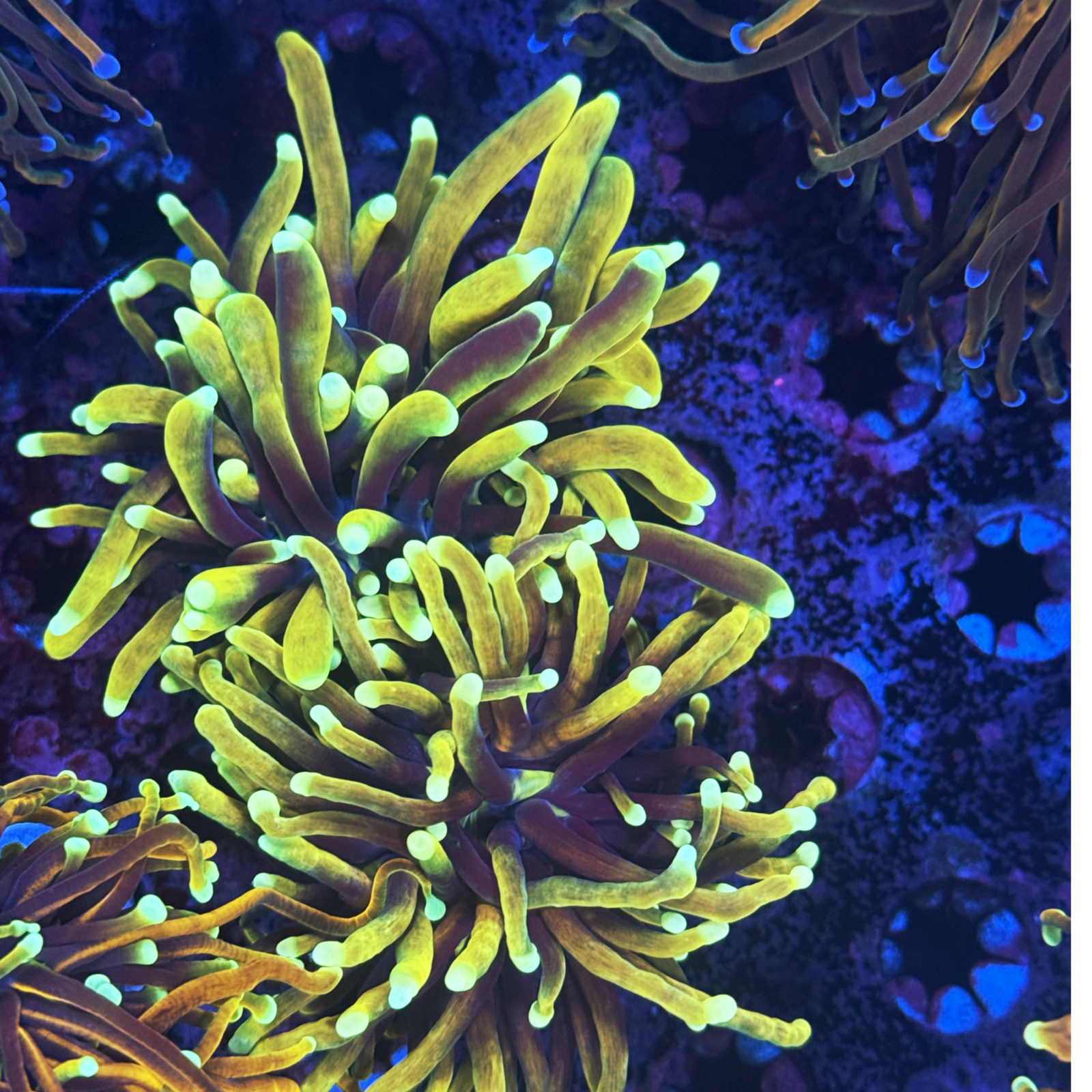 Dragon Soul Torch 2 Big Heads