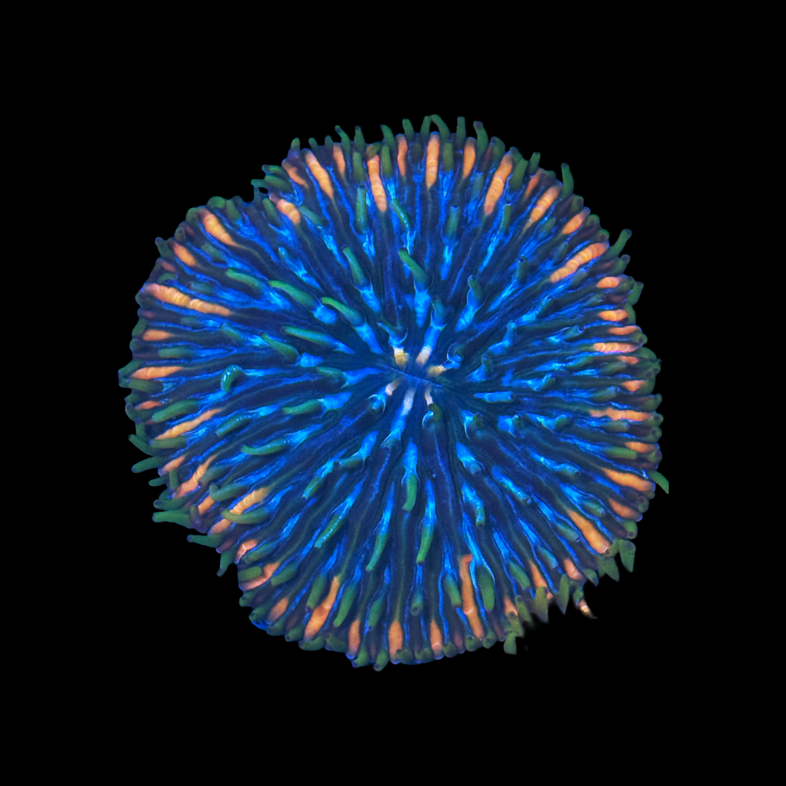 Stargazer Fungia Large