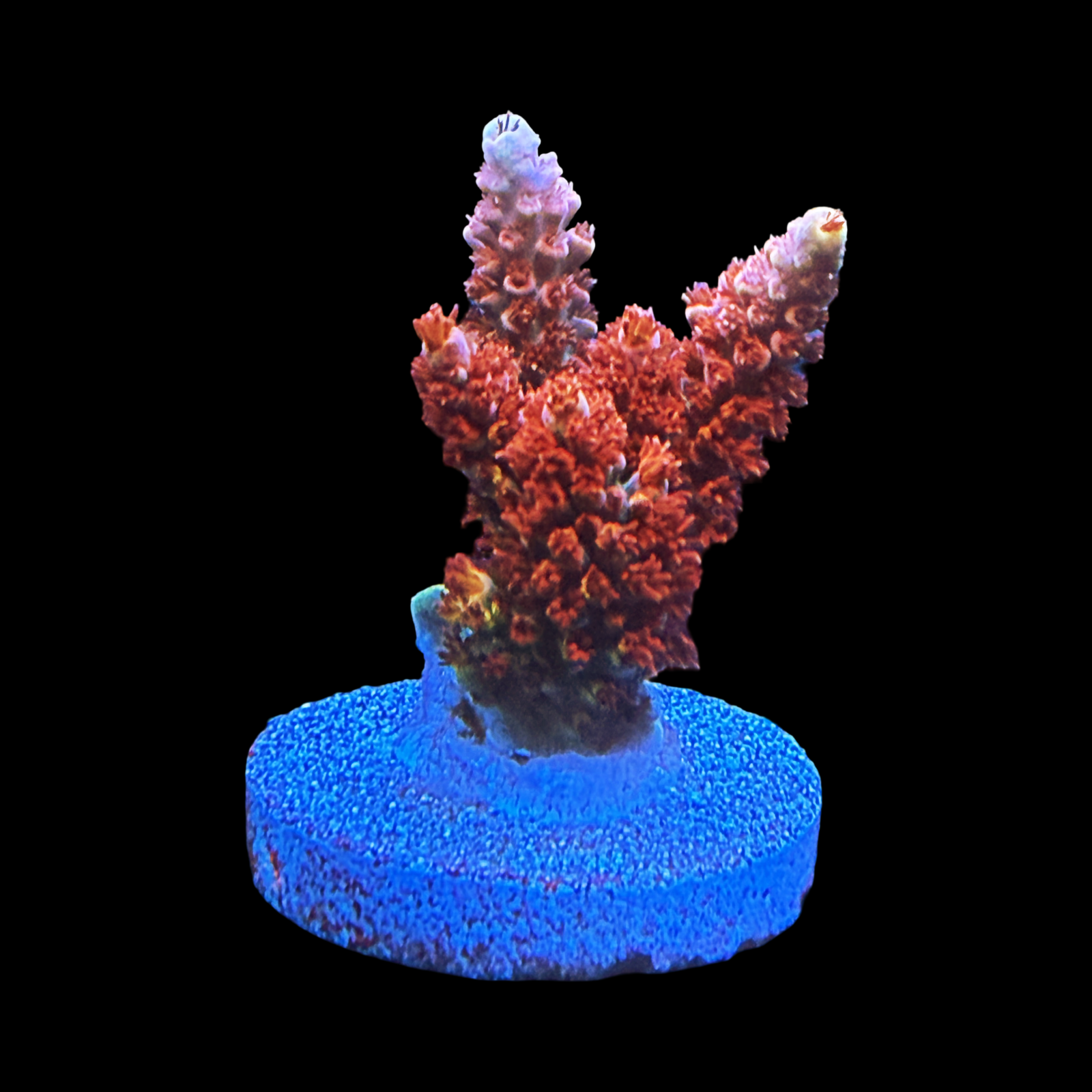 TSA Daydream XL Large Plug