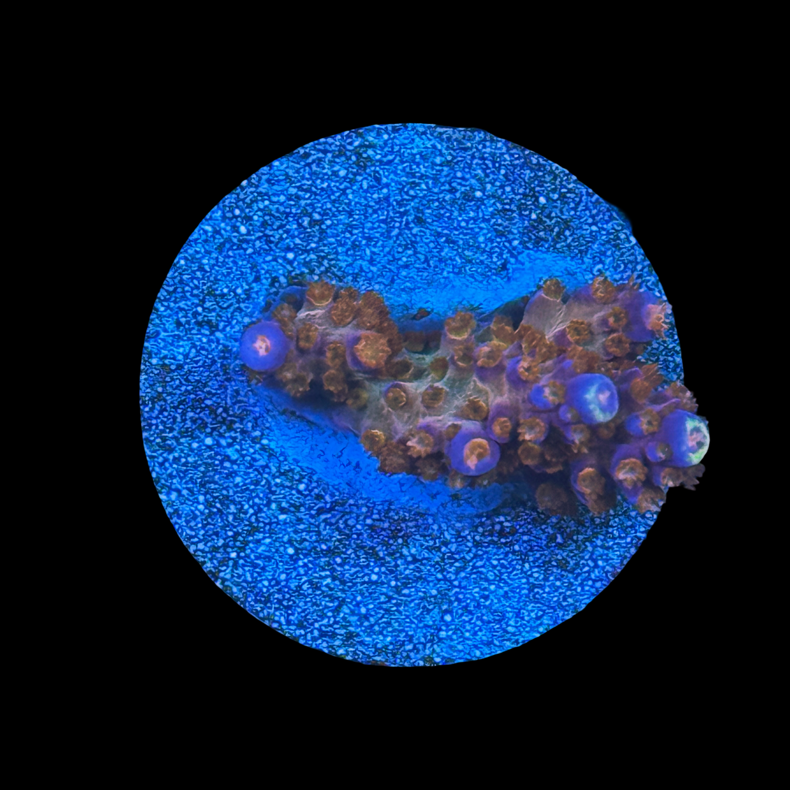 ARC Fireworks Chunk On A Large Plug