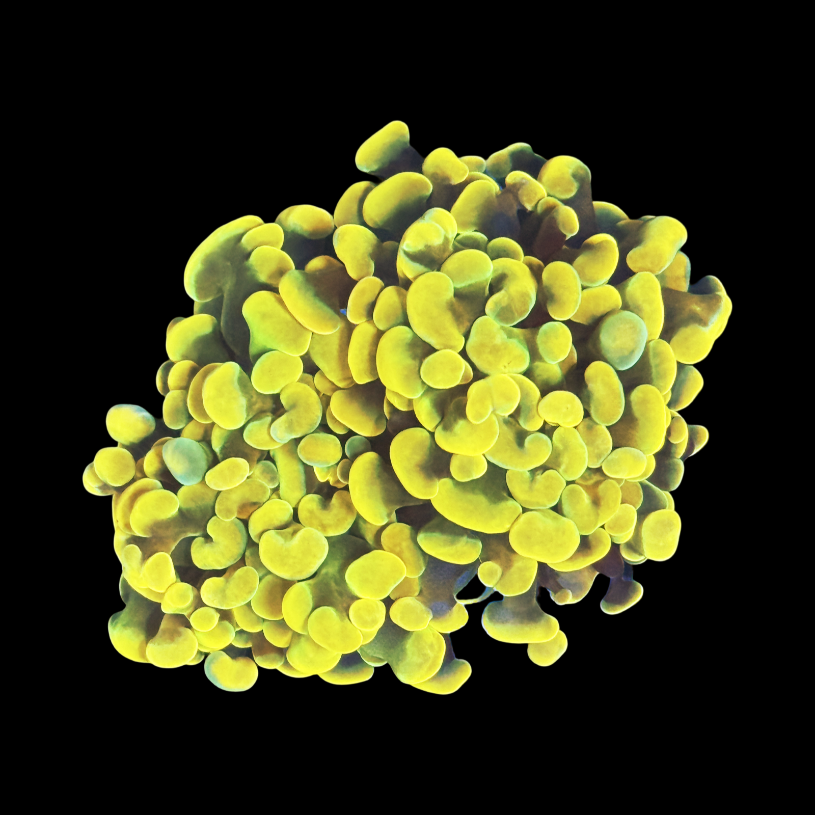 Holy Grail Branching Hammer 2 Heads