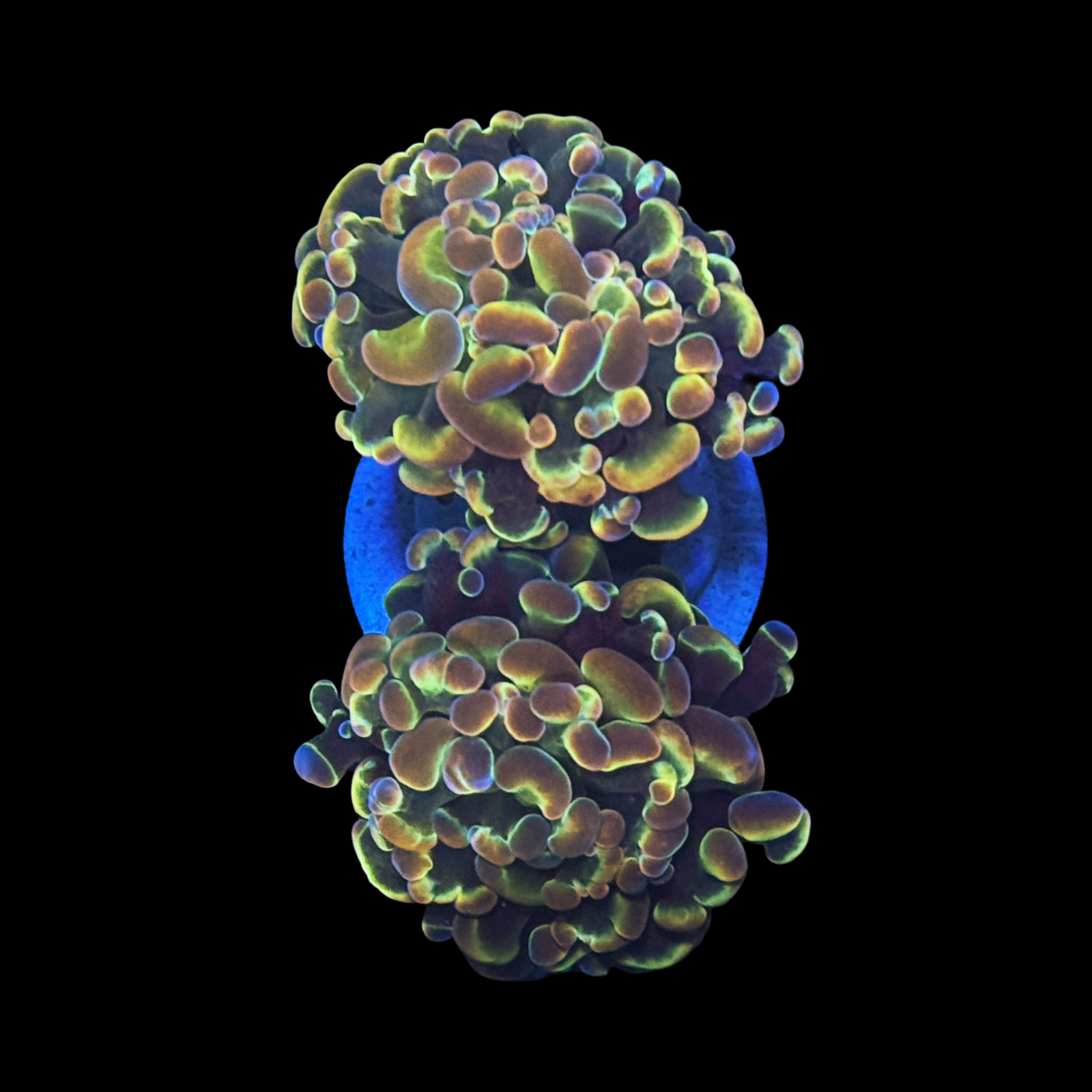 Ultra Hologram Branching Hammer 2 Heads