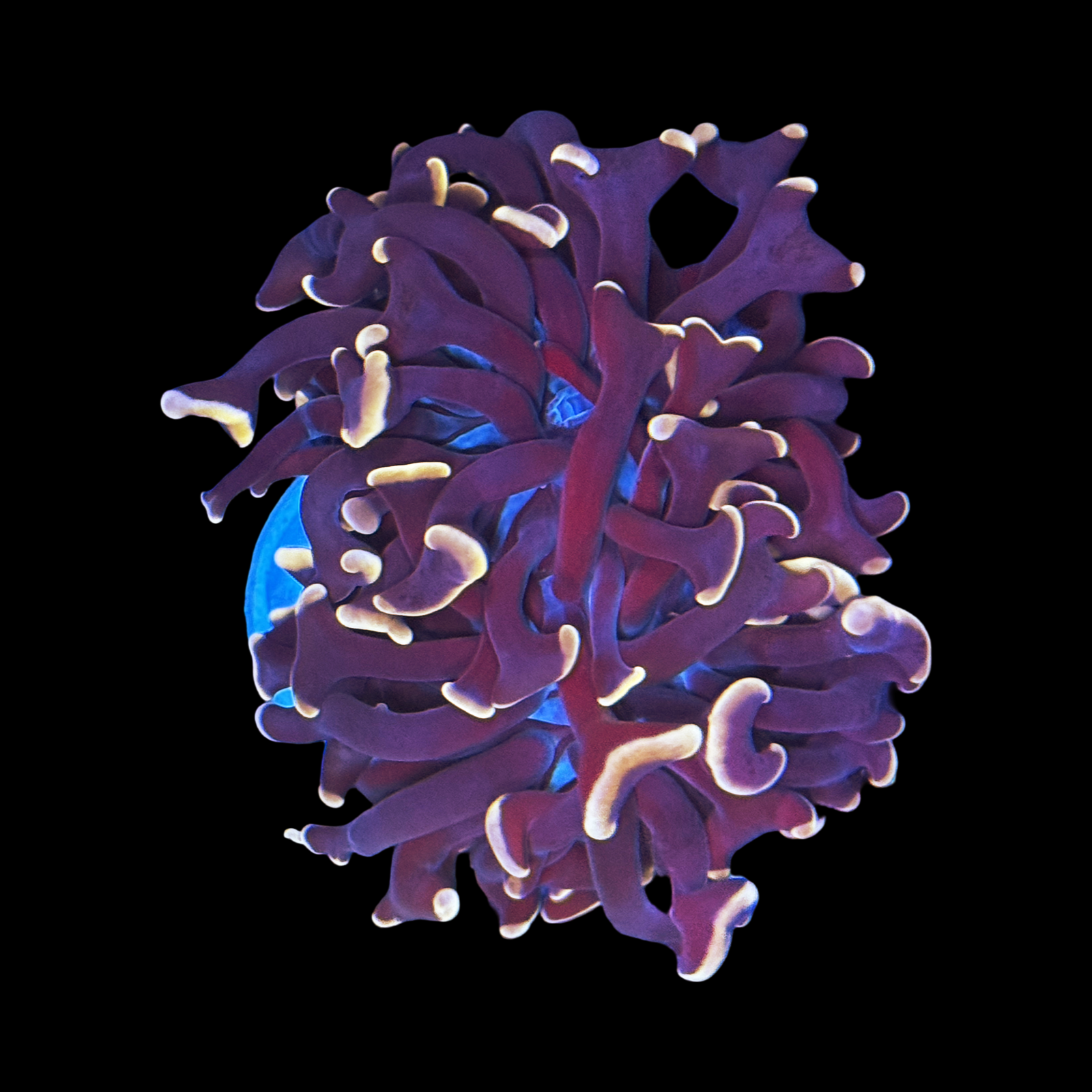 Peach Tipped Branching Hammer