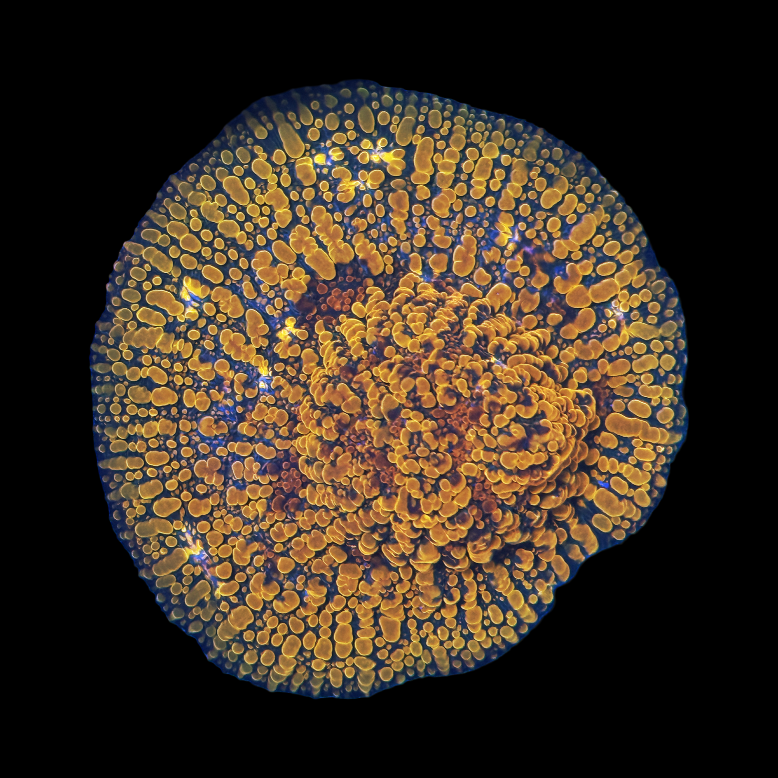 CC Cloudberry Chalice XL Colony