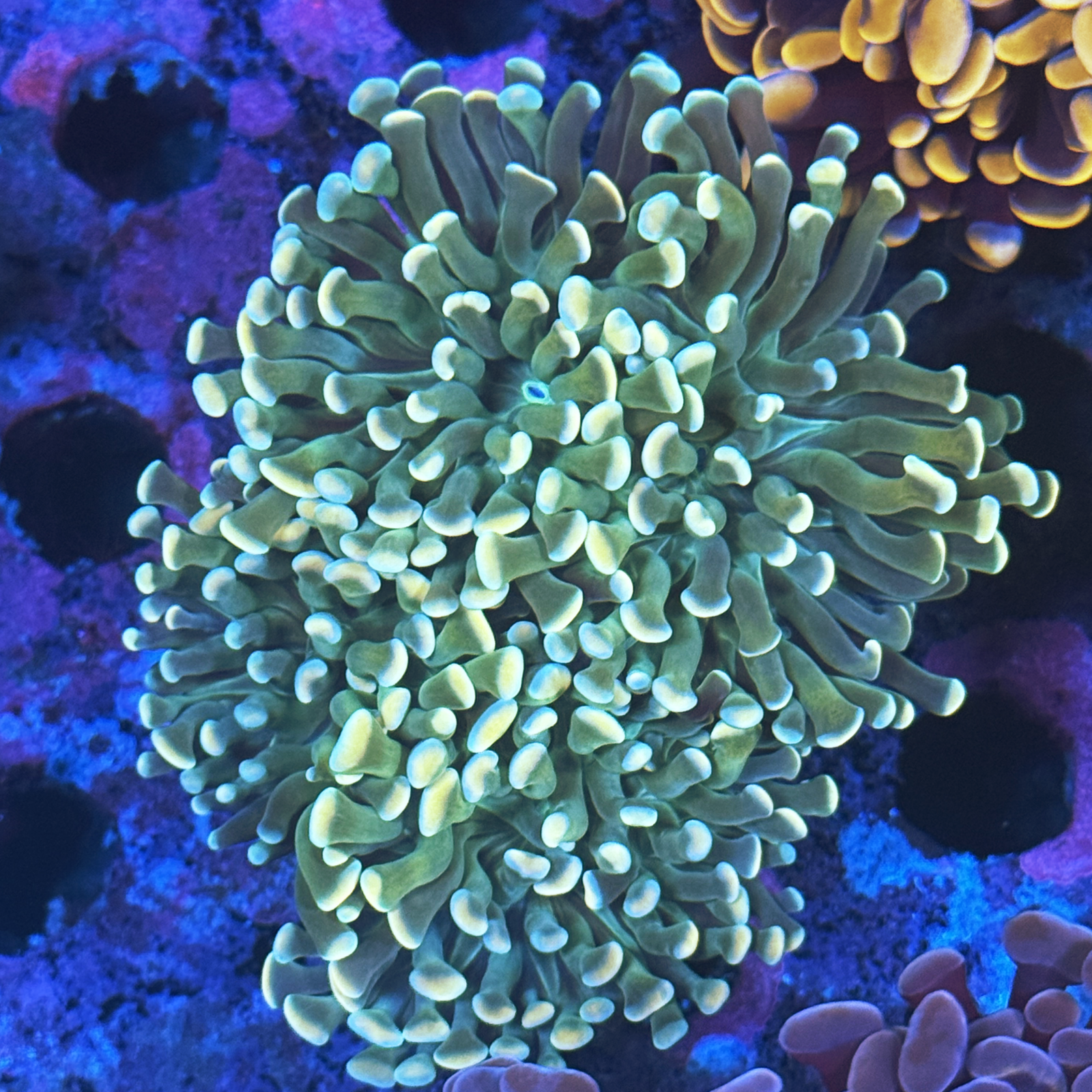 Yellow Tip Branching Hammer Colony