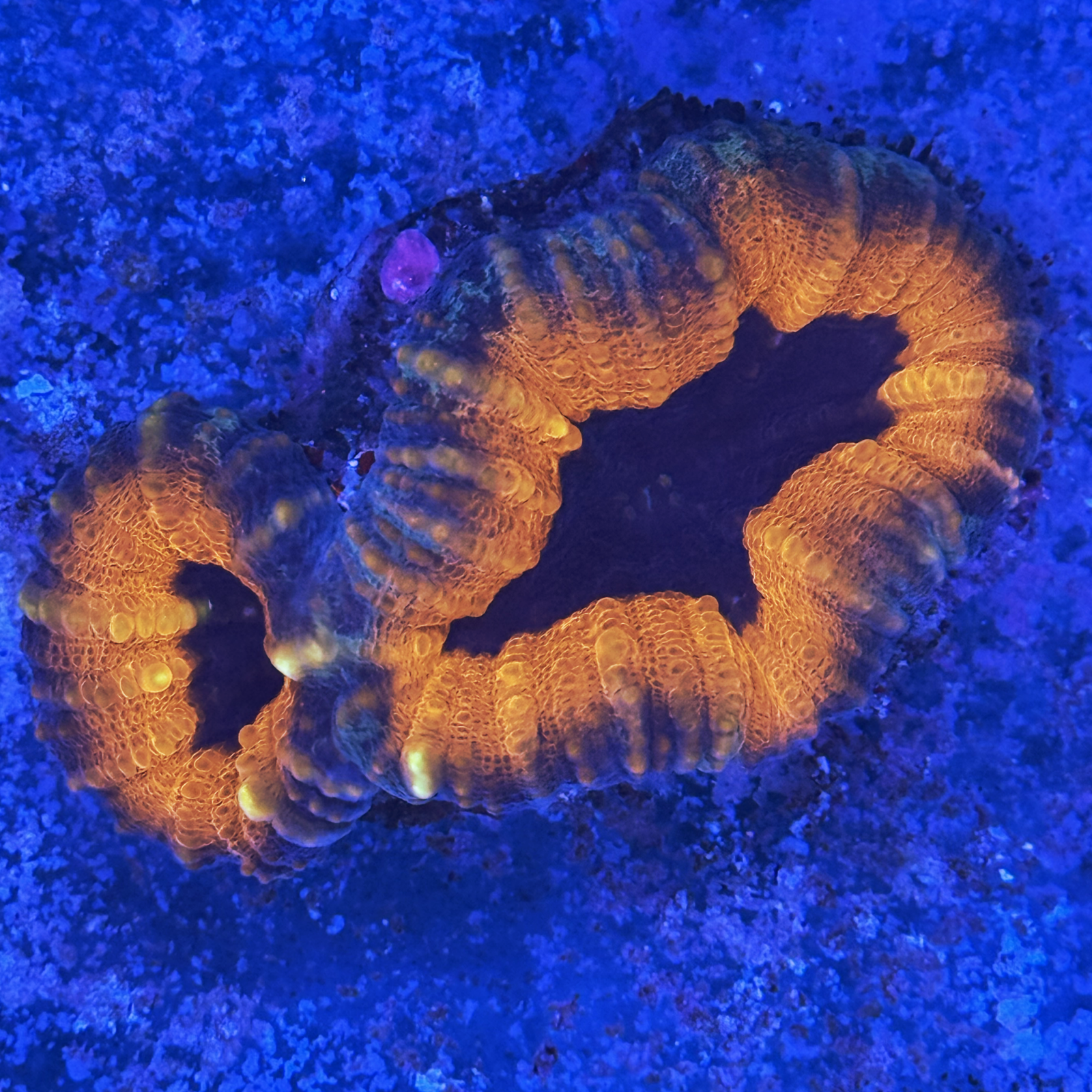 Aussie Dragons Lair Lobo