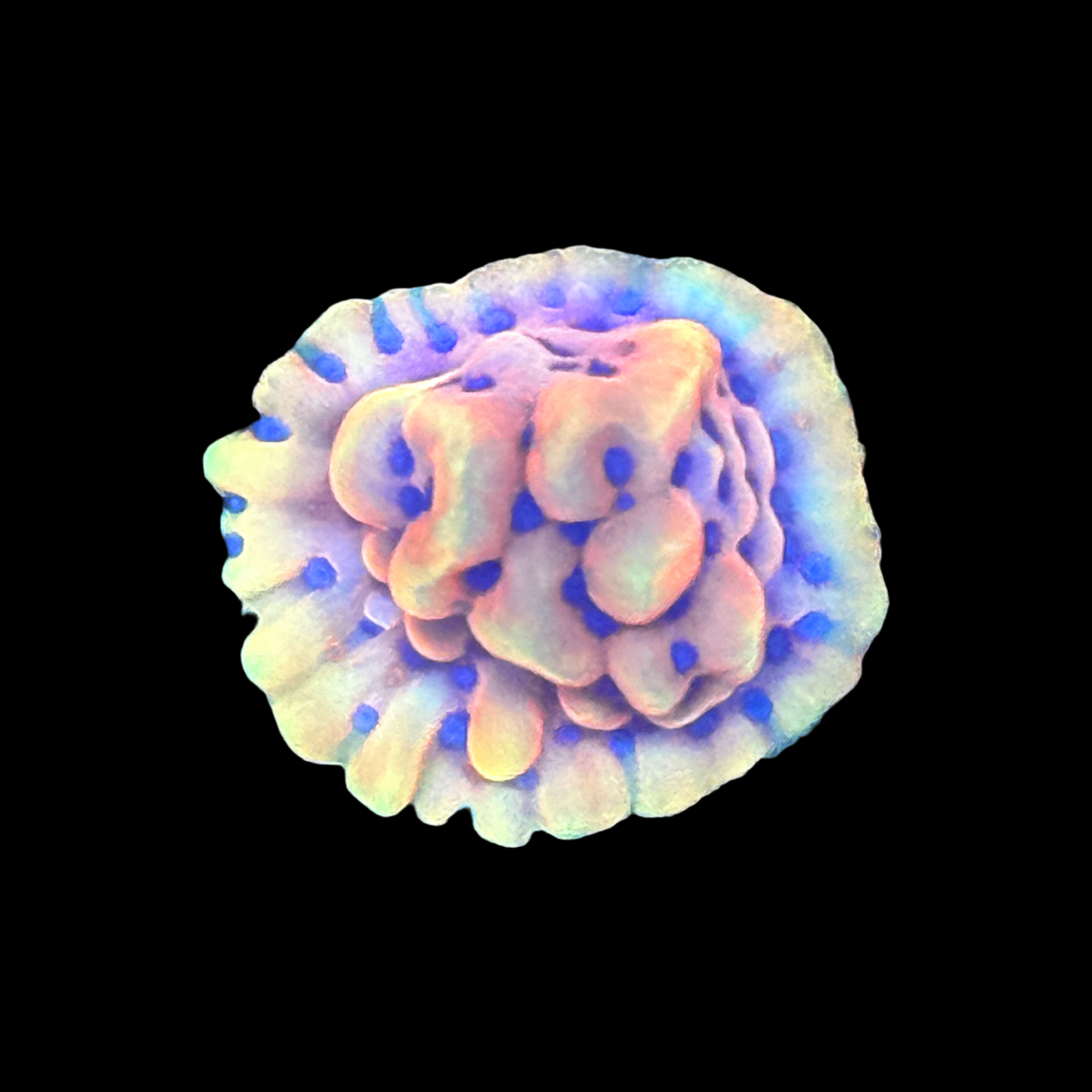 Crazy T Monti on a large plug