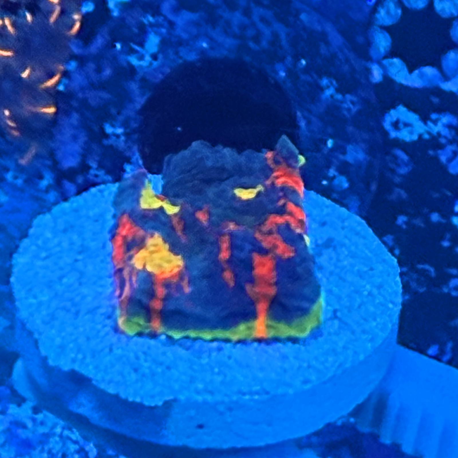 Rainbow Jellybean Chalice