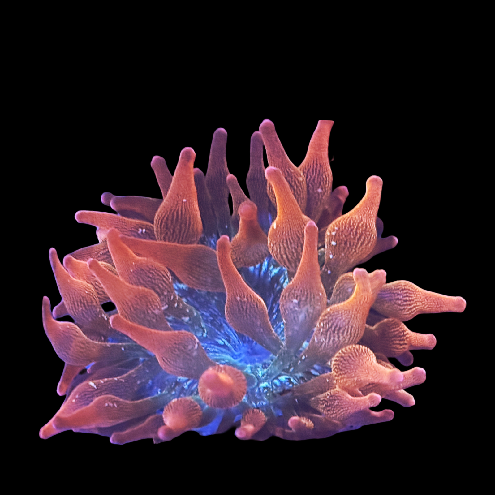 ECC Nexus Blaze Bubble Tip Anemone
