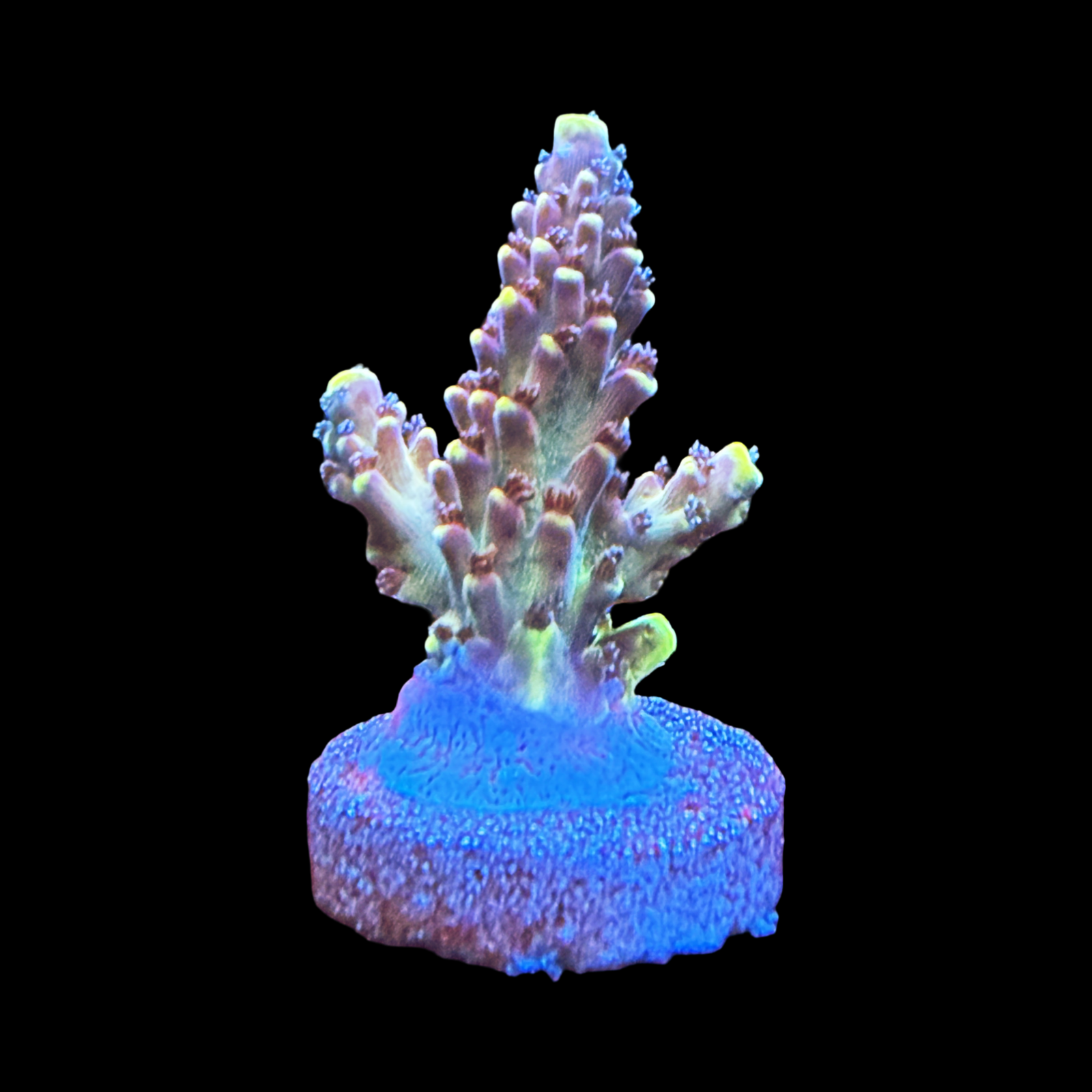 RR Bleeding Avengers