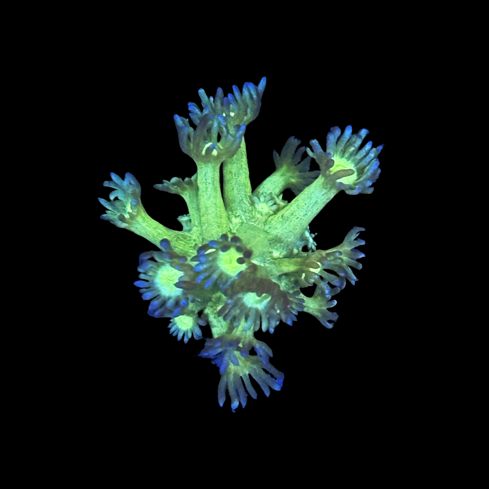 ECC Wondering Eye Goni