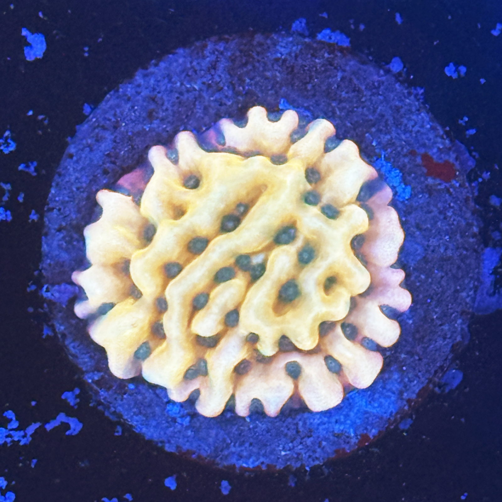 TSA Midori Sunrise Monti