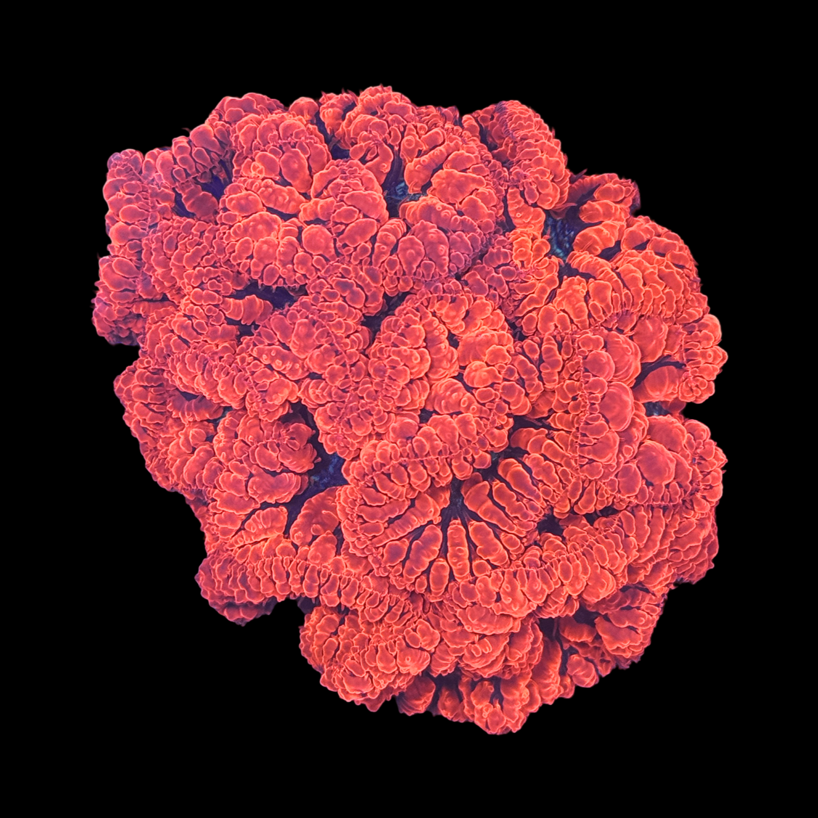 Neon Blasto Colony XXL