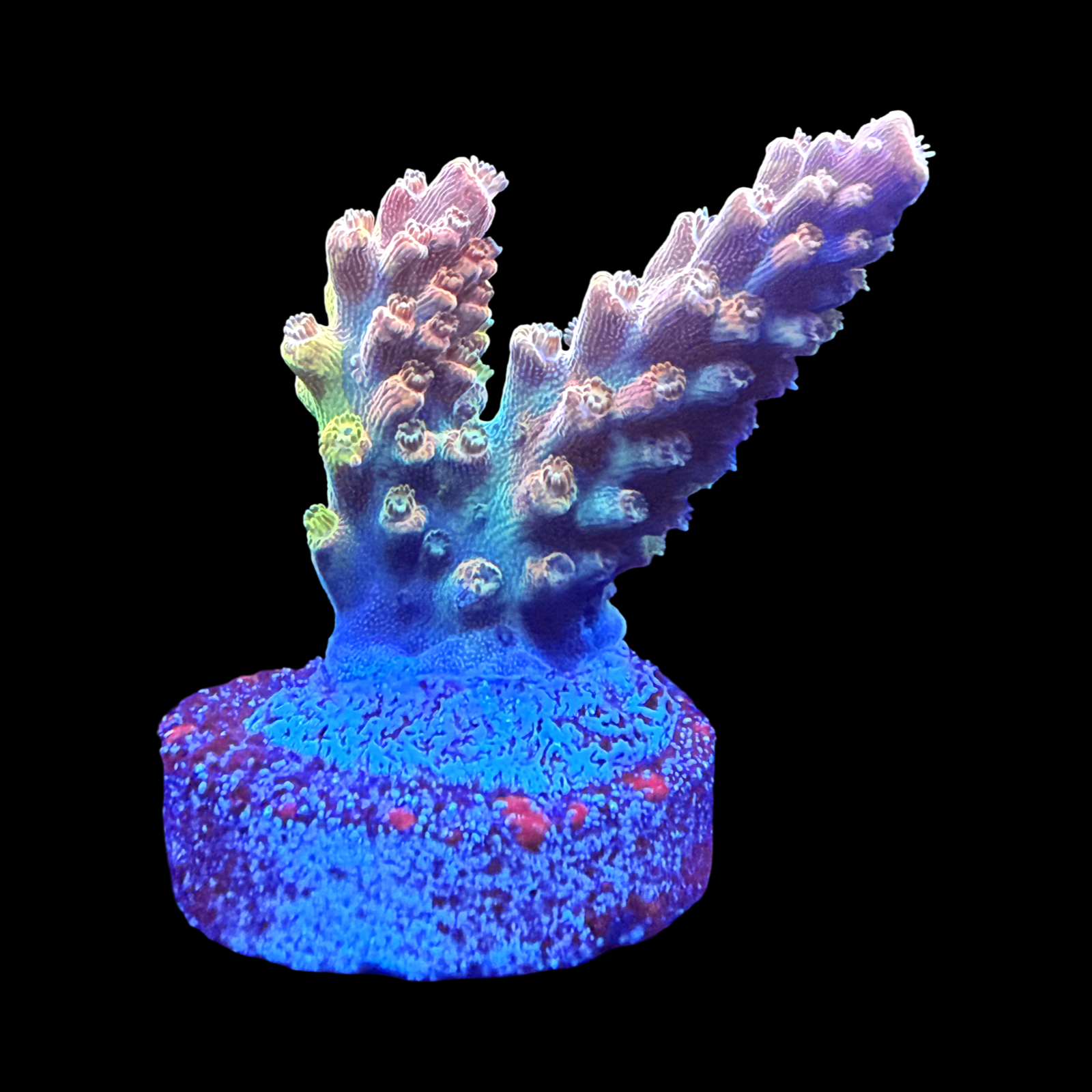 CC Grafted Banana Hammock