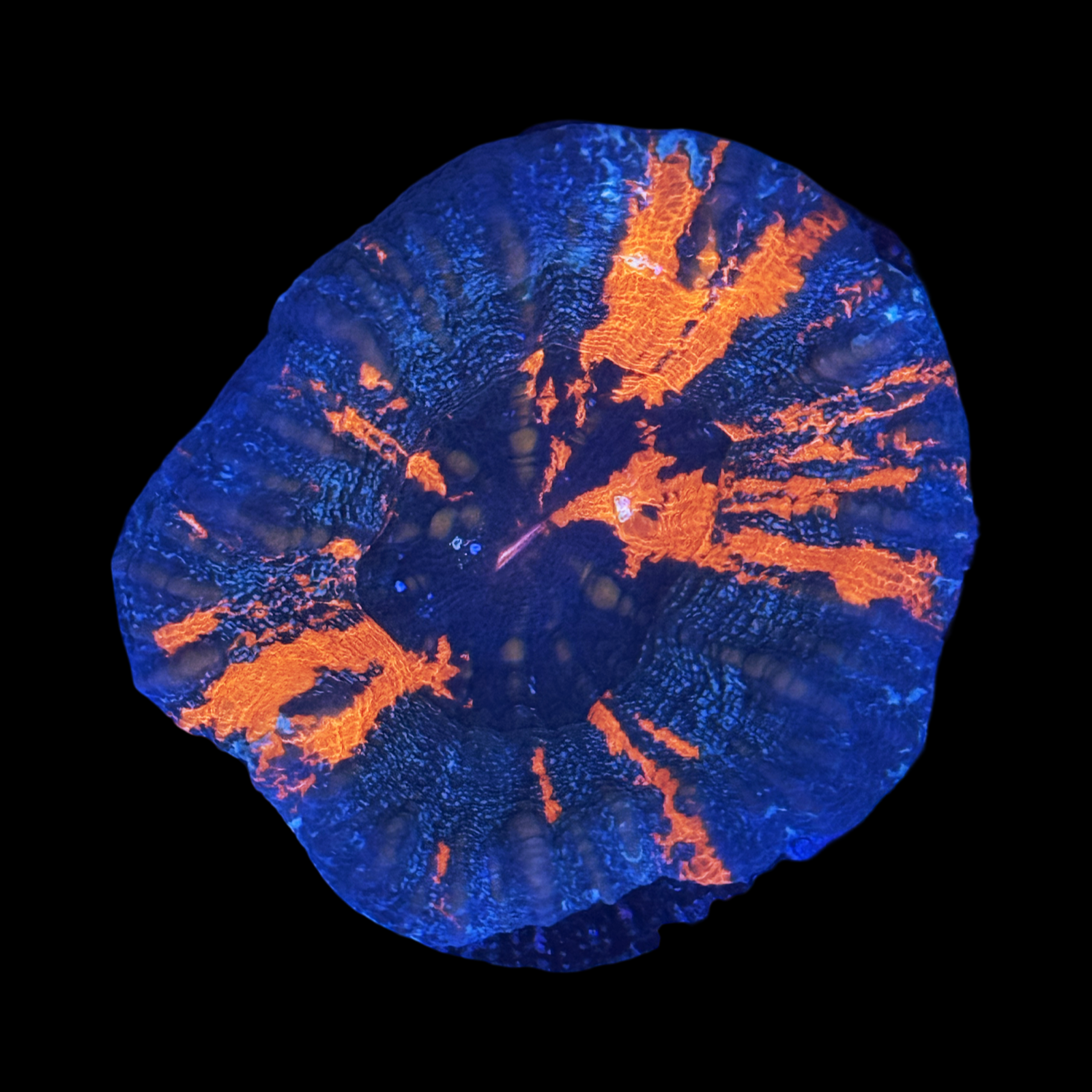 Aussie War Paint Scolymia Large