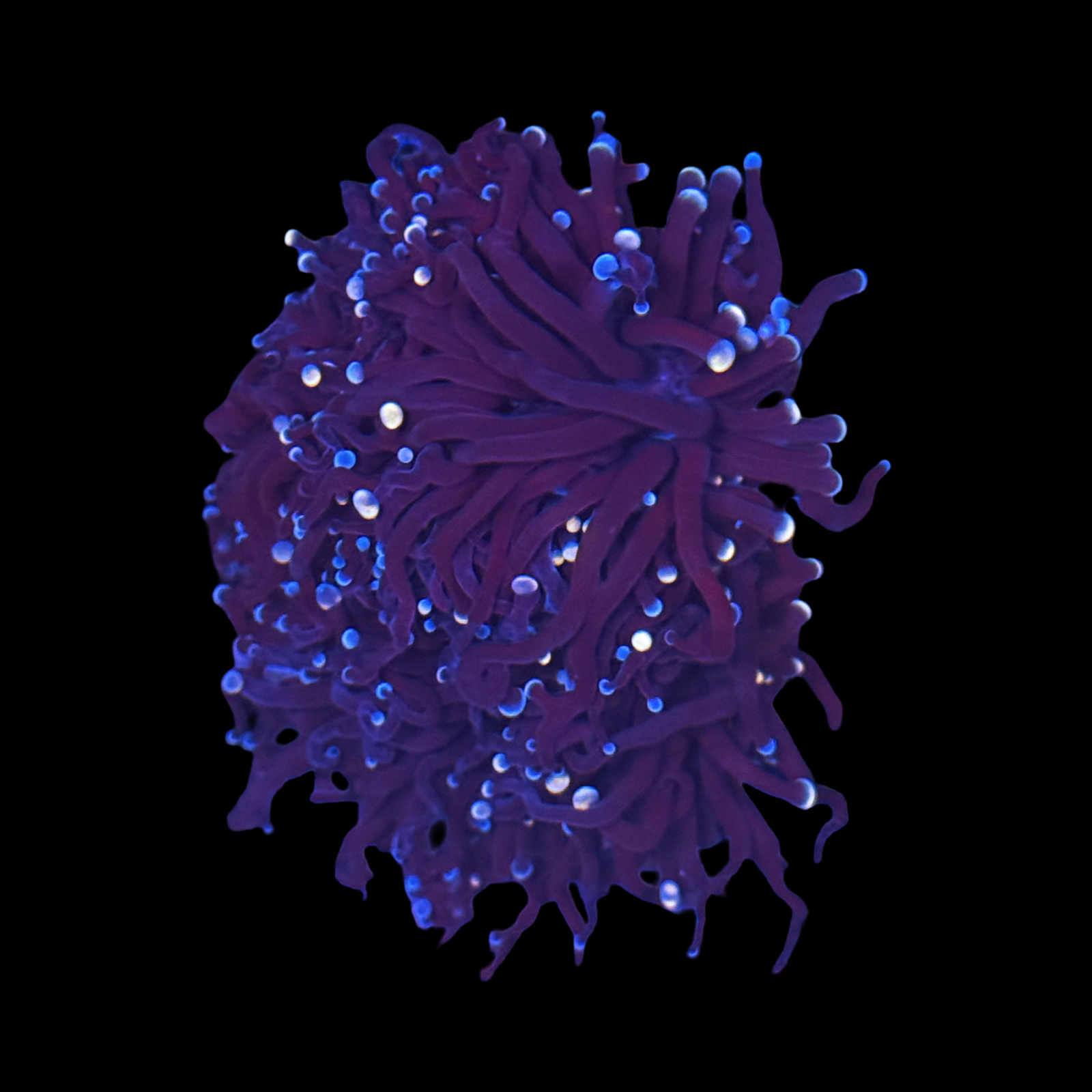 Aussie Dip n Dots Torch 2 Heads