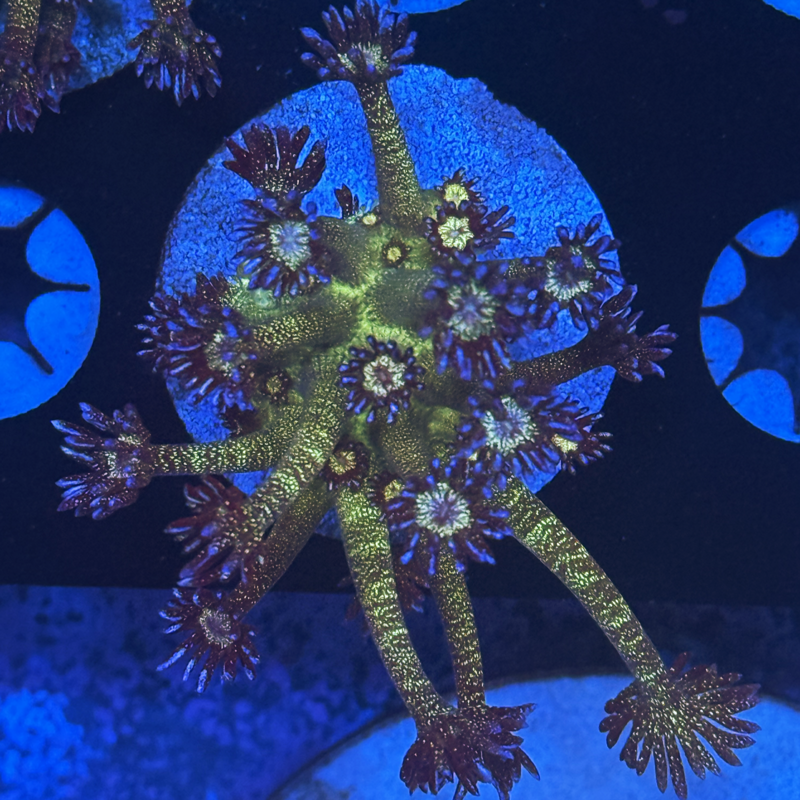 Glitter Bomb Goni XL large plug