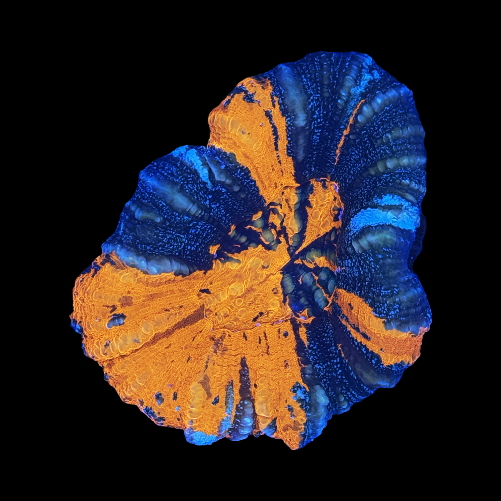 Aussie War Paint Scolymia Large