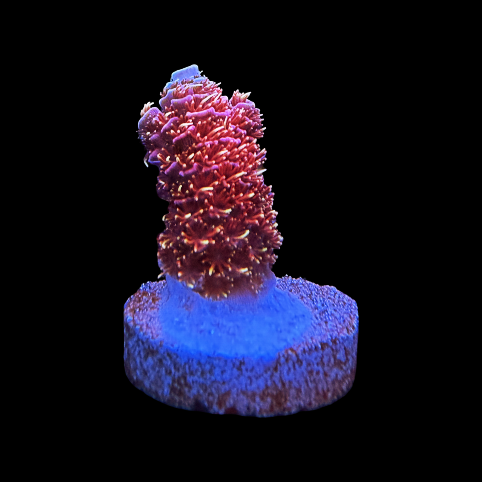 CC Bahama Mama Milli