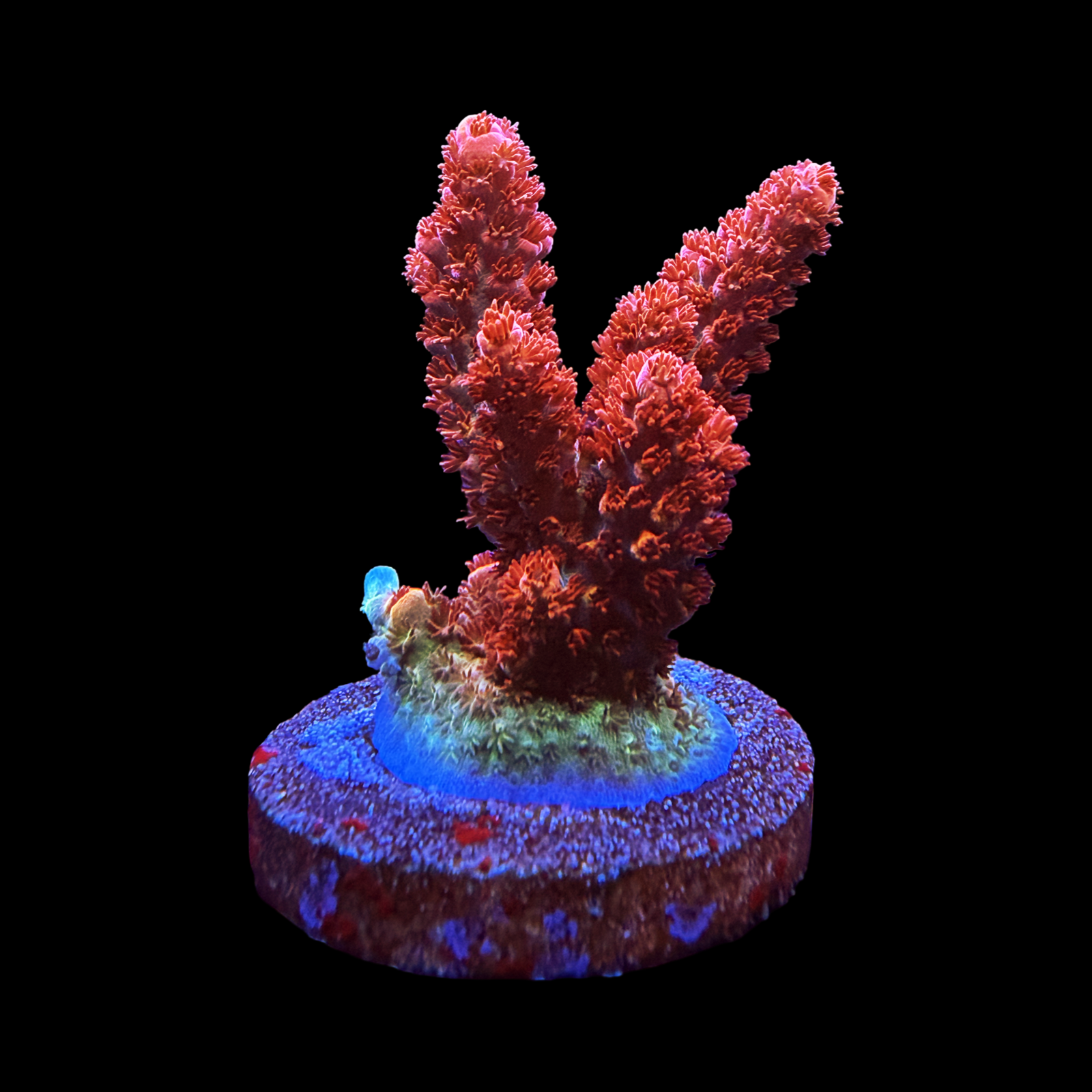 TSA Daydream XL Large Plug