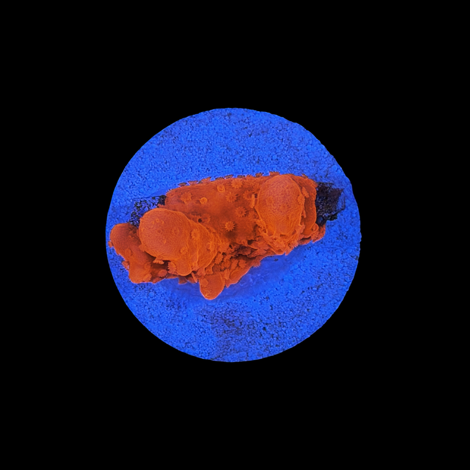 Mai Tai Monti Setosa