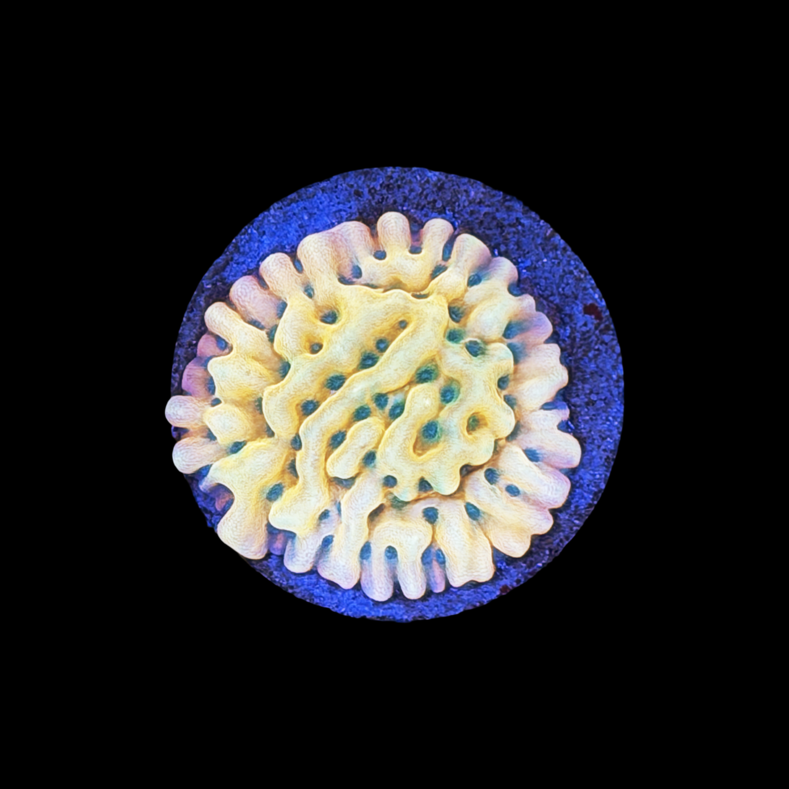 TSA Midori Sunrise Monti XL