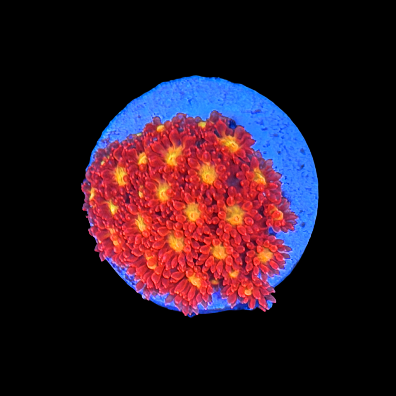 ECC Pink Lemon Drop Goniopora