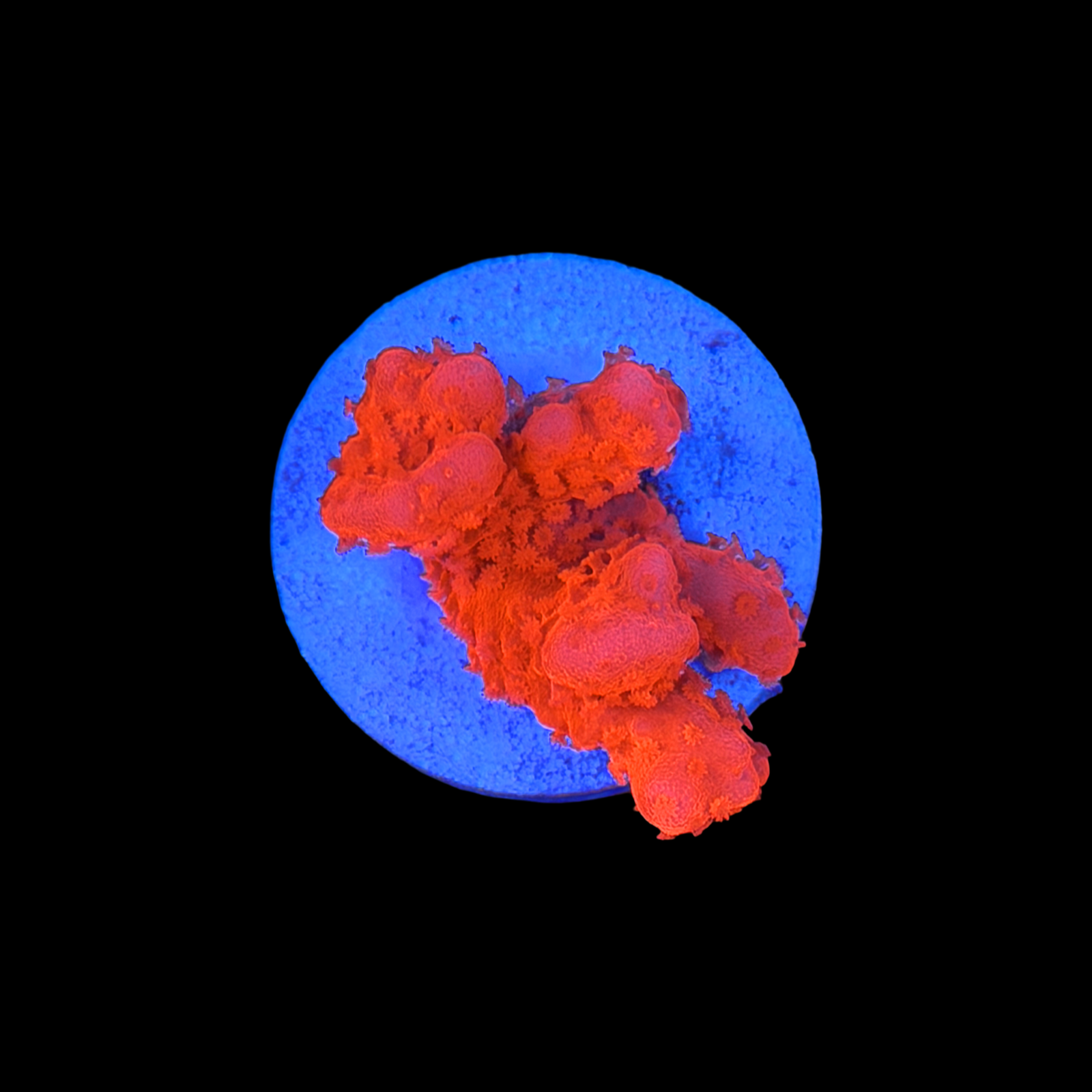 Mai Tai Monti Setosa