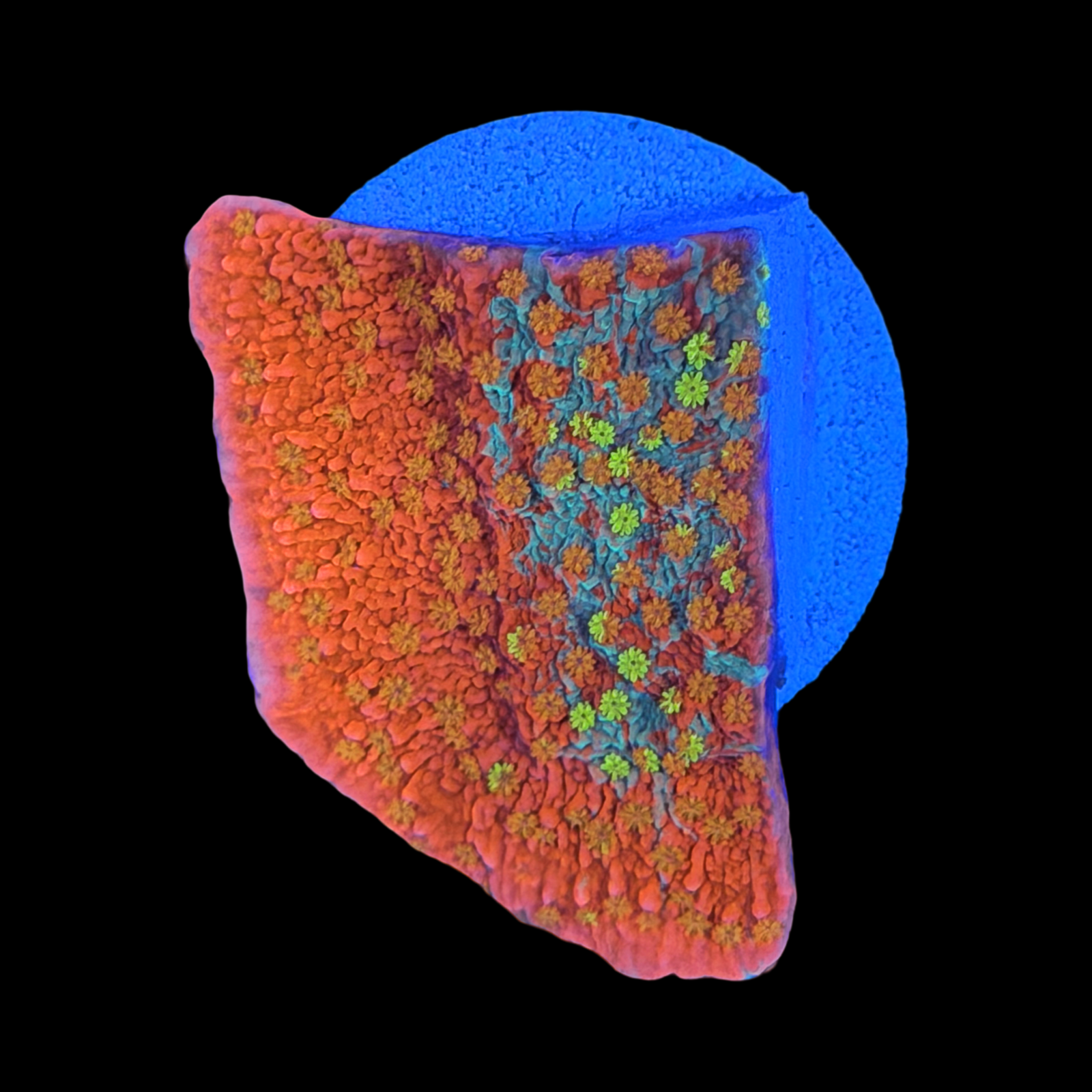 WWC Grafted Sunfire Monti XL