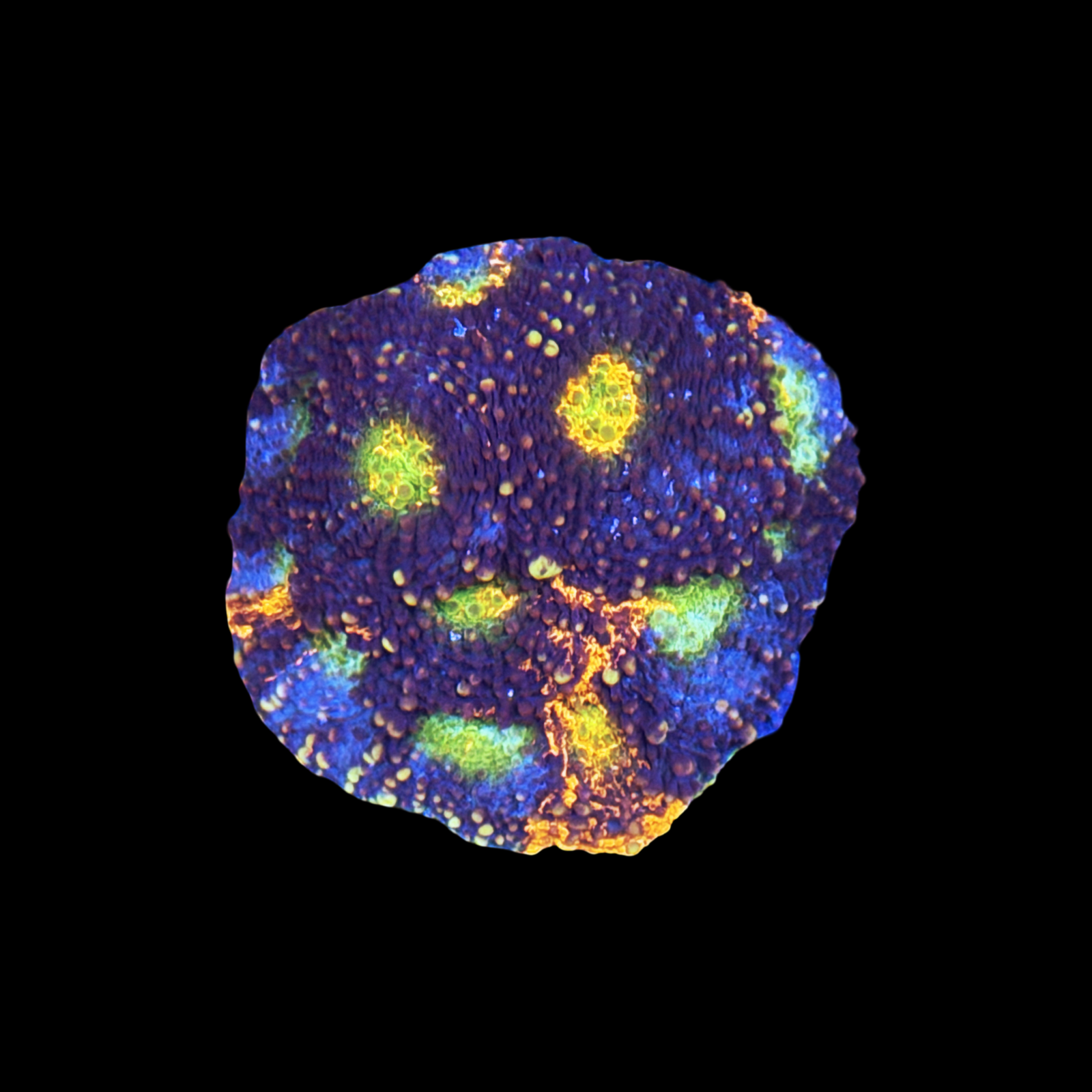 Rainbow Bright Acan Echinata XL