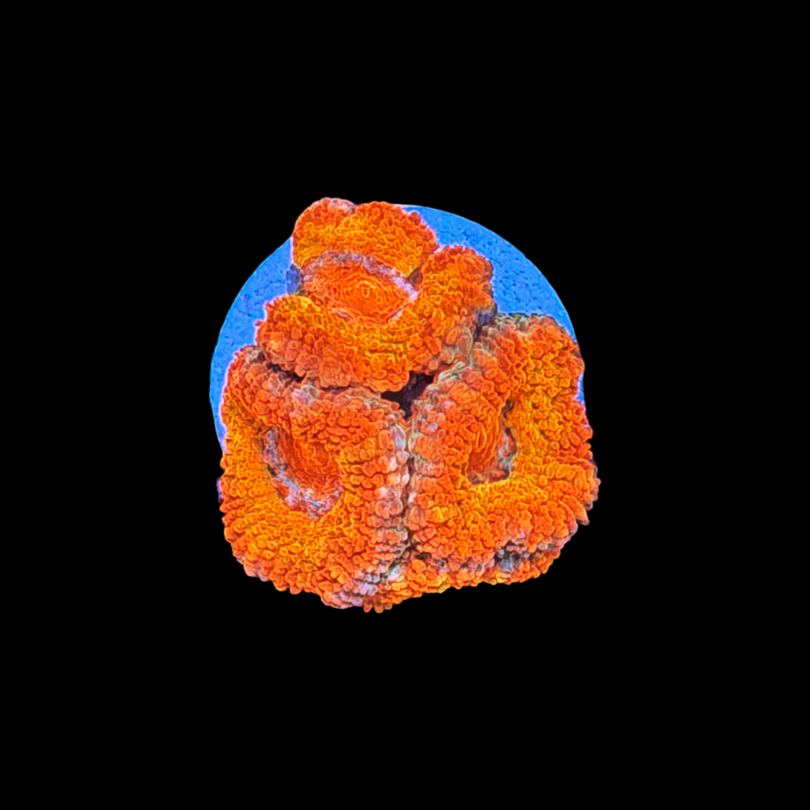 Orange Inferno Acan