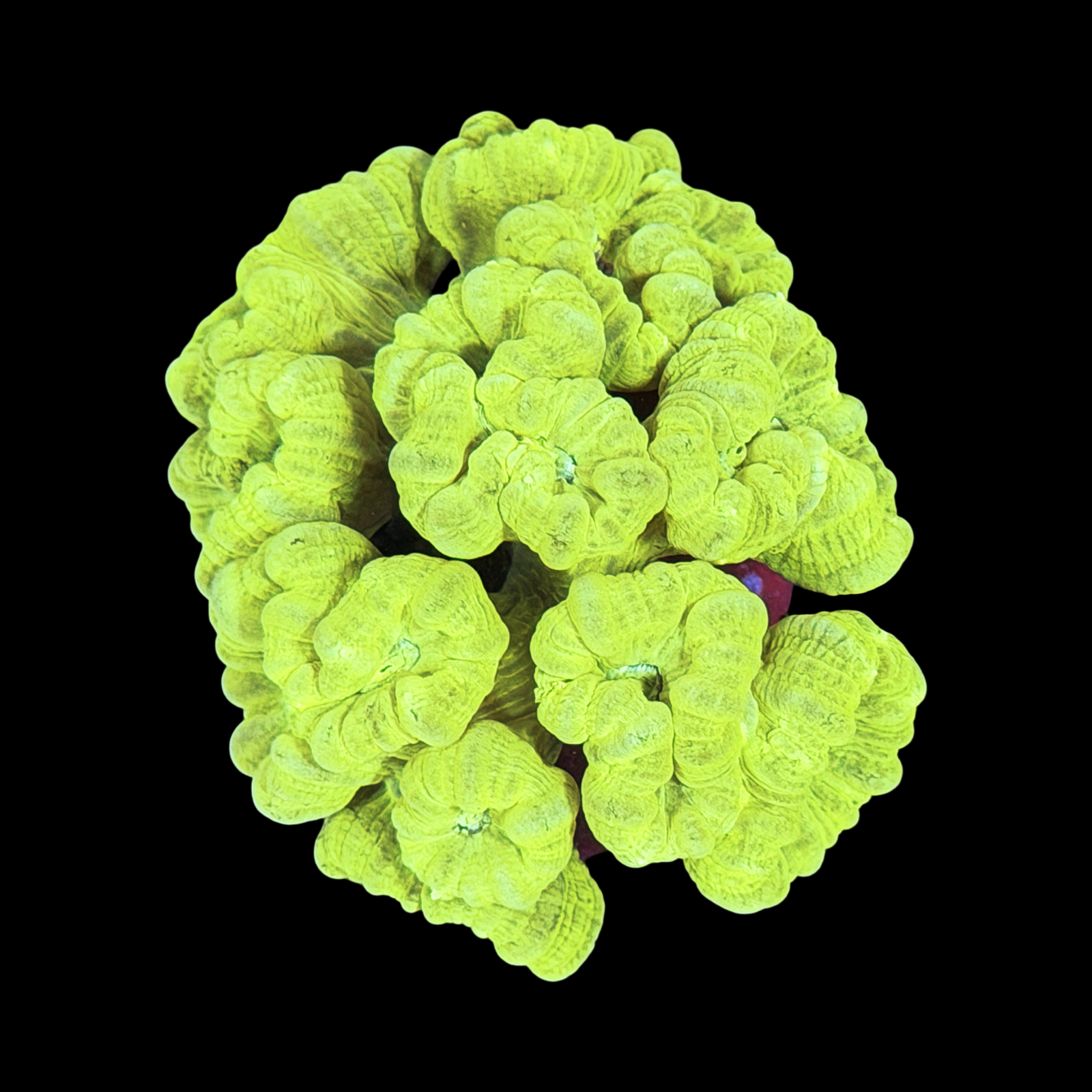 Kryptonite Candy Cane colony