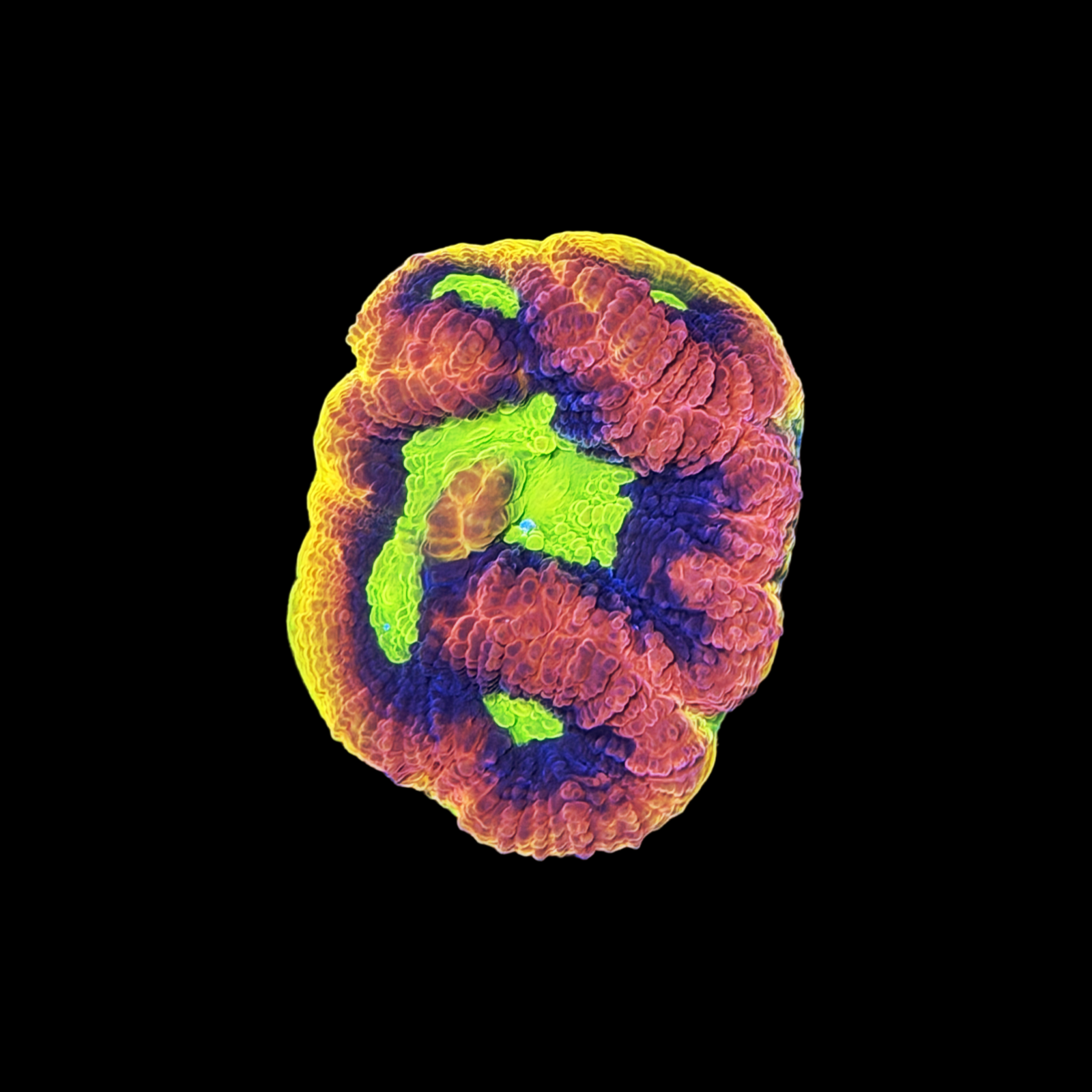 Dragon Soul Favia XL