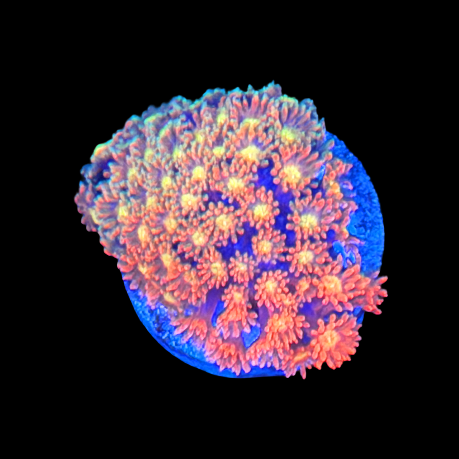 ECC Time Warp Goniopora