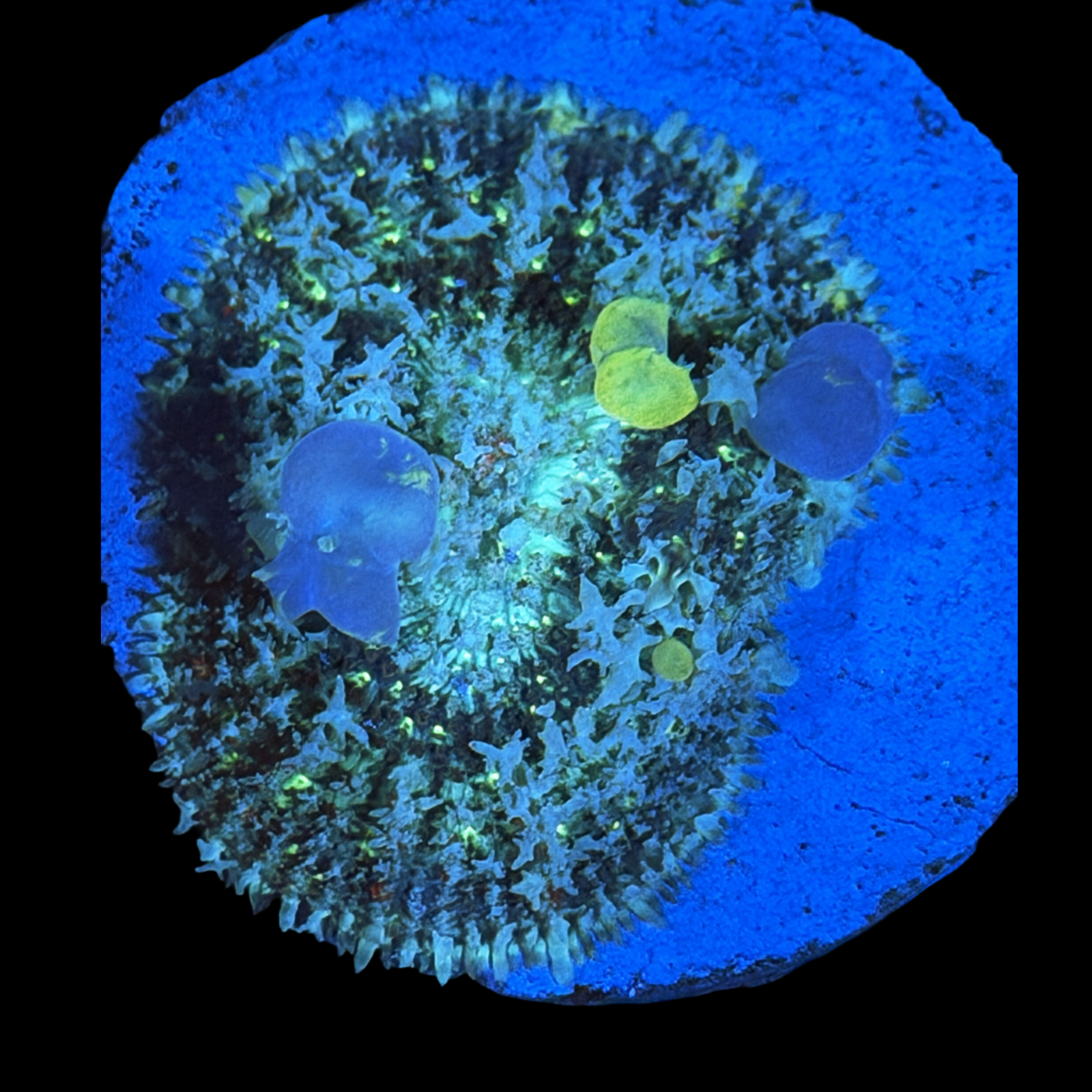 Lochness Monster Bounce Mushroom