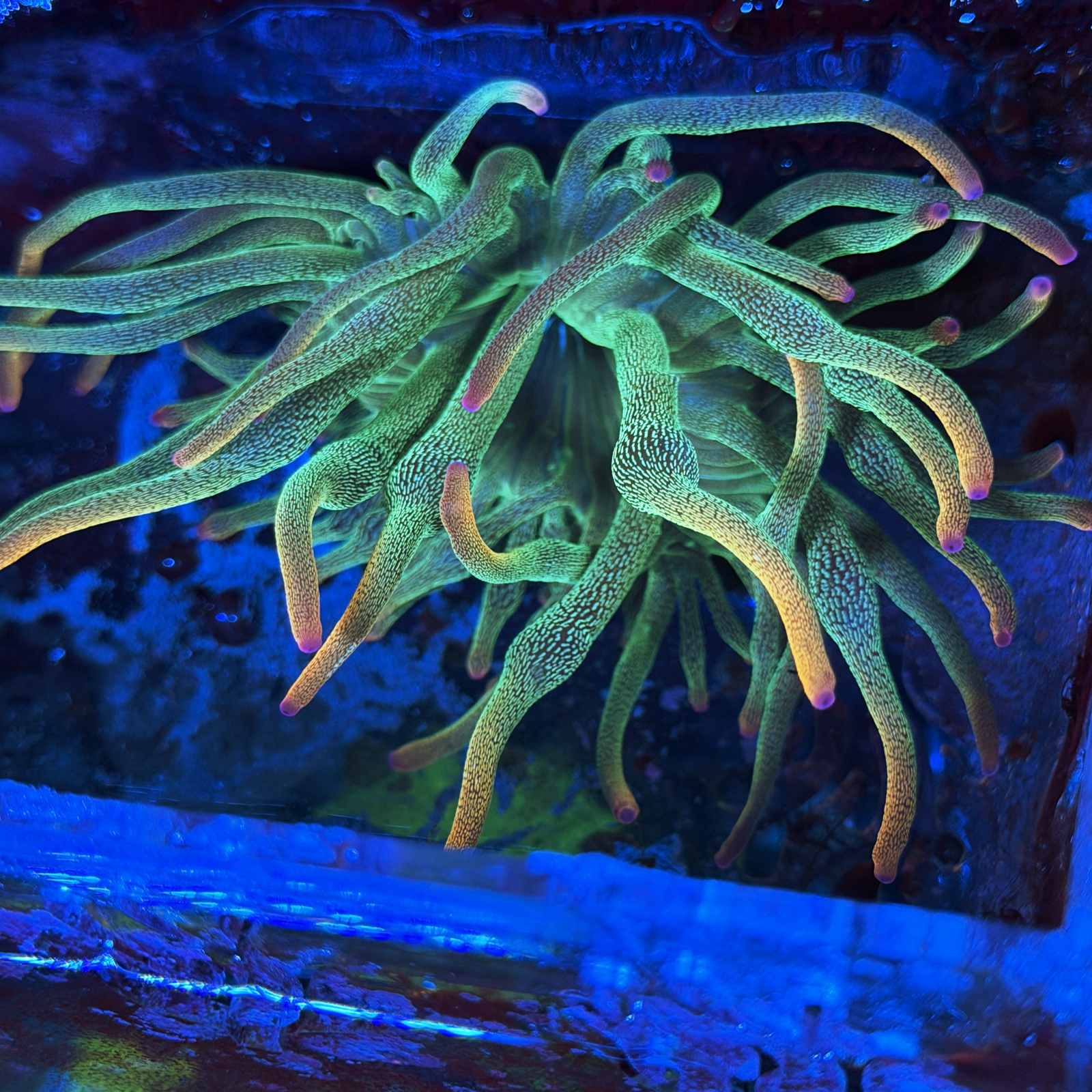 ECC Holy Grail Bubble Tip Anemone
