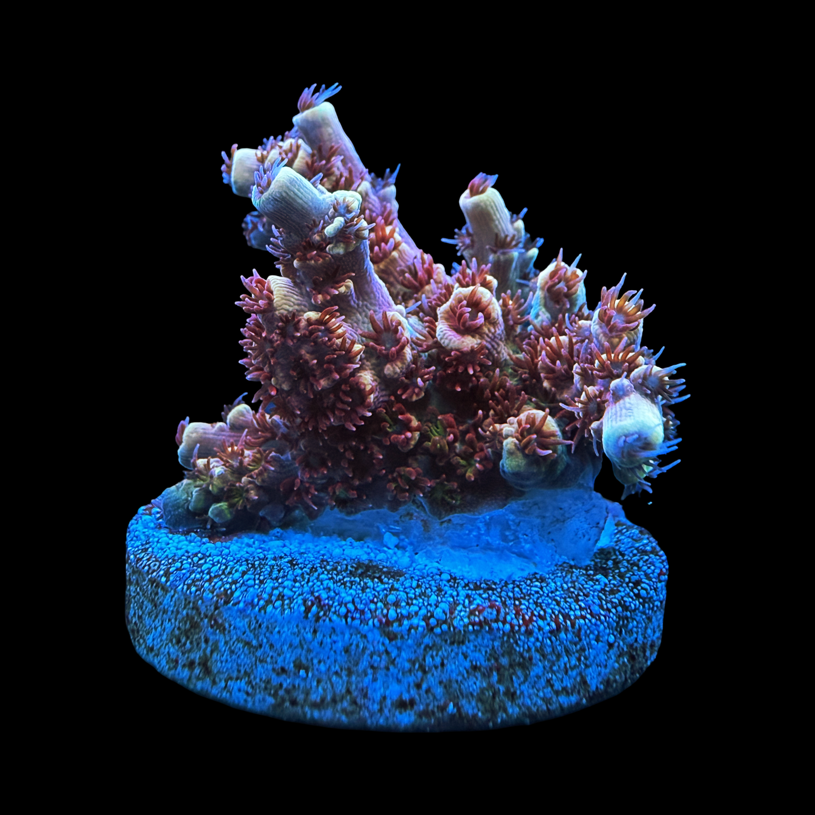 RMF Red Devil XL on a large plug