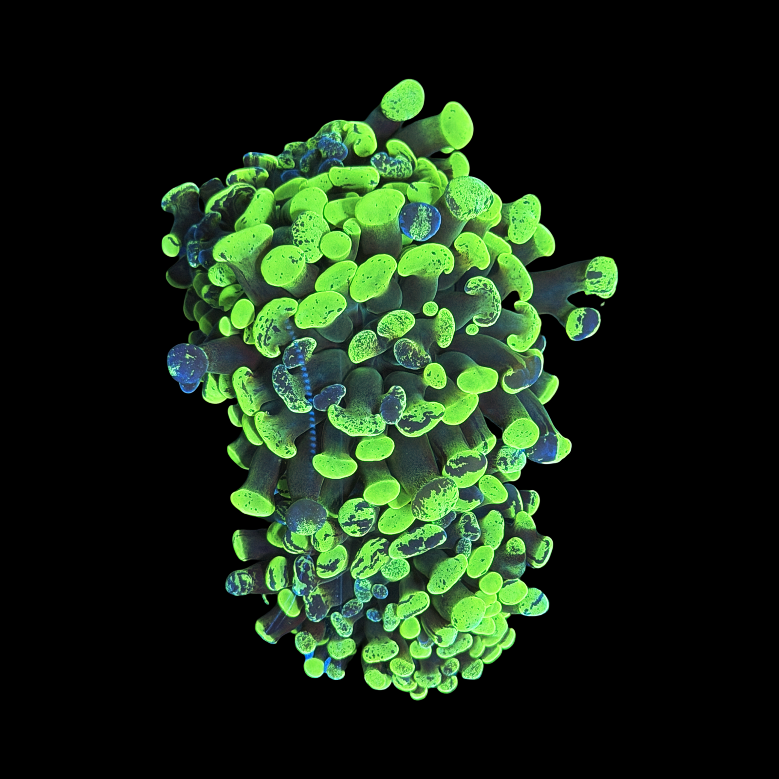 ECC Death Wish Branching Hammer 3 Heads