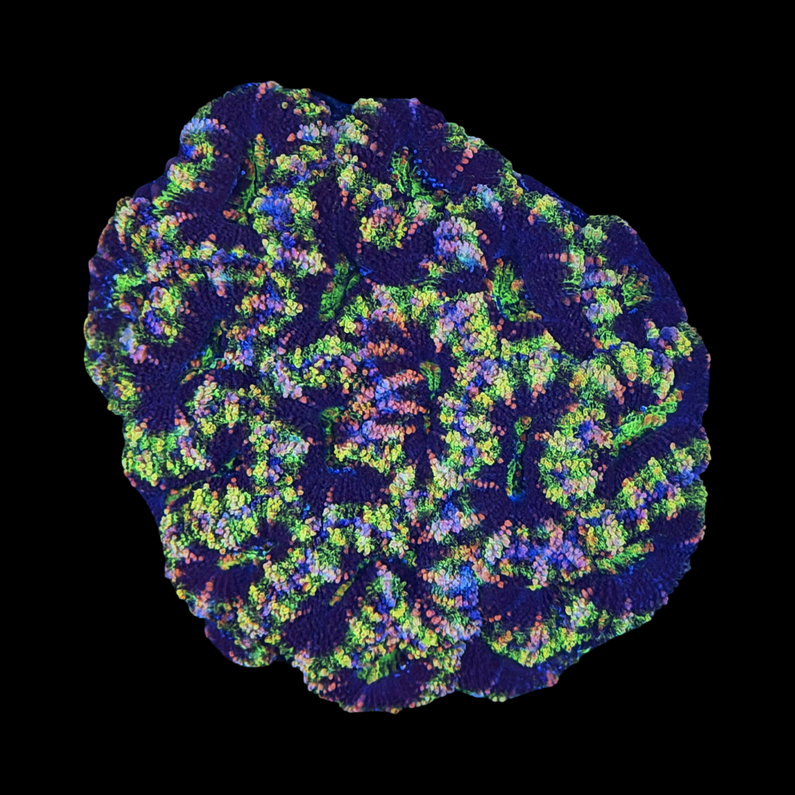 Joker Acan Colony XL