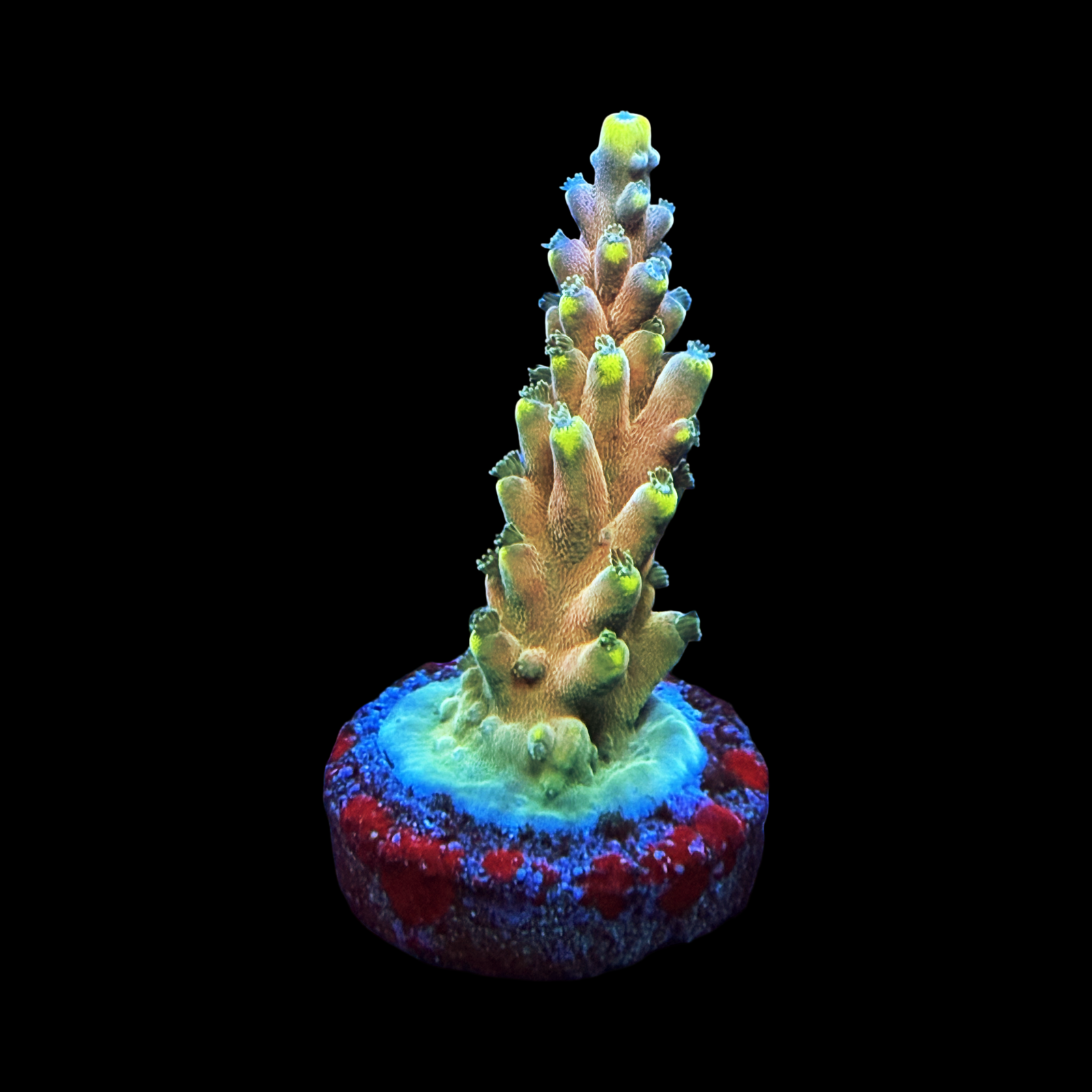 Bali Shortcake