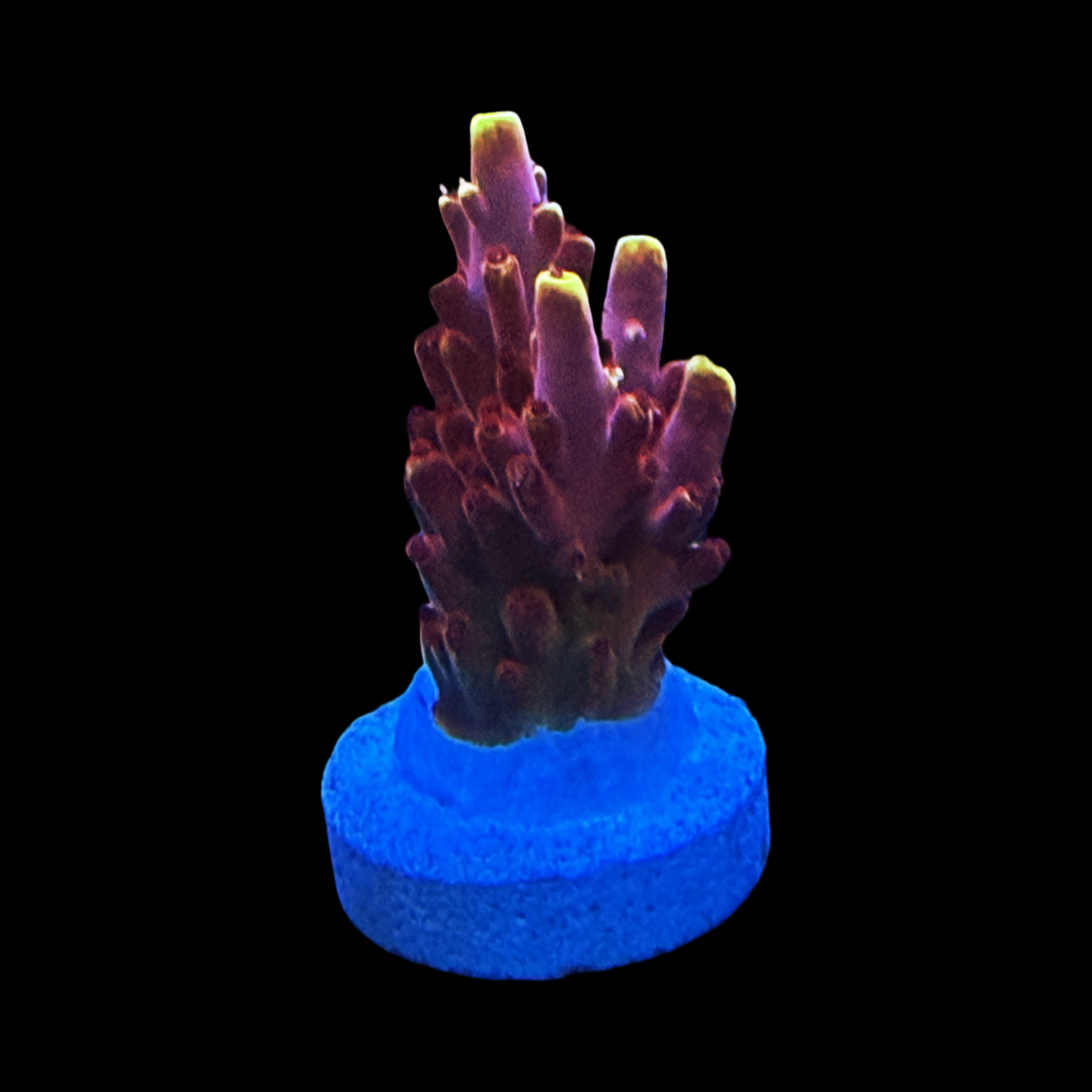 JF Fox Flame