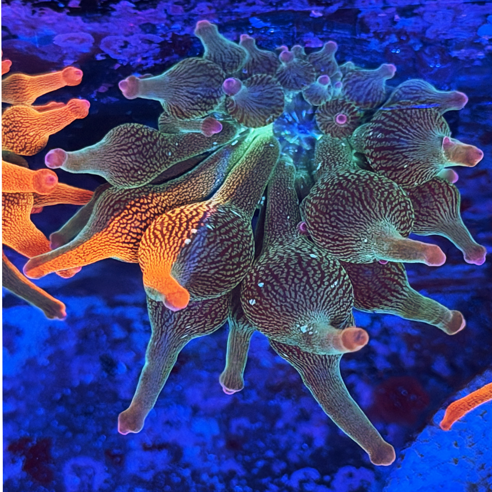 ECC Nexus Burst Bubble Tip Anemone