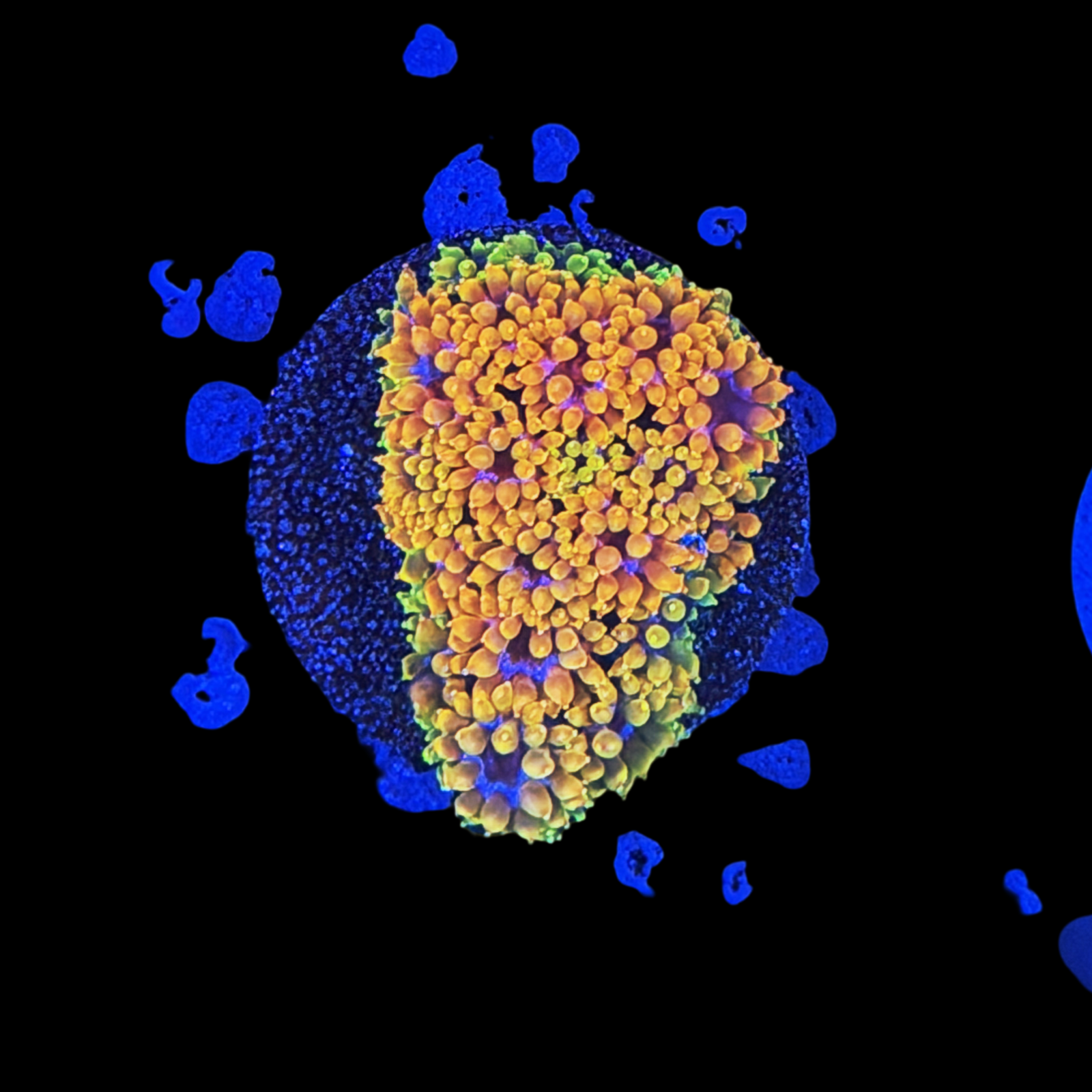 TSA Laffy Taffy Goni