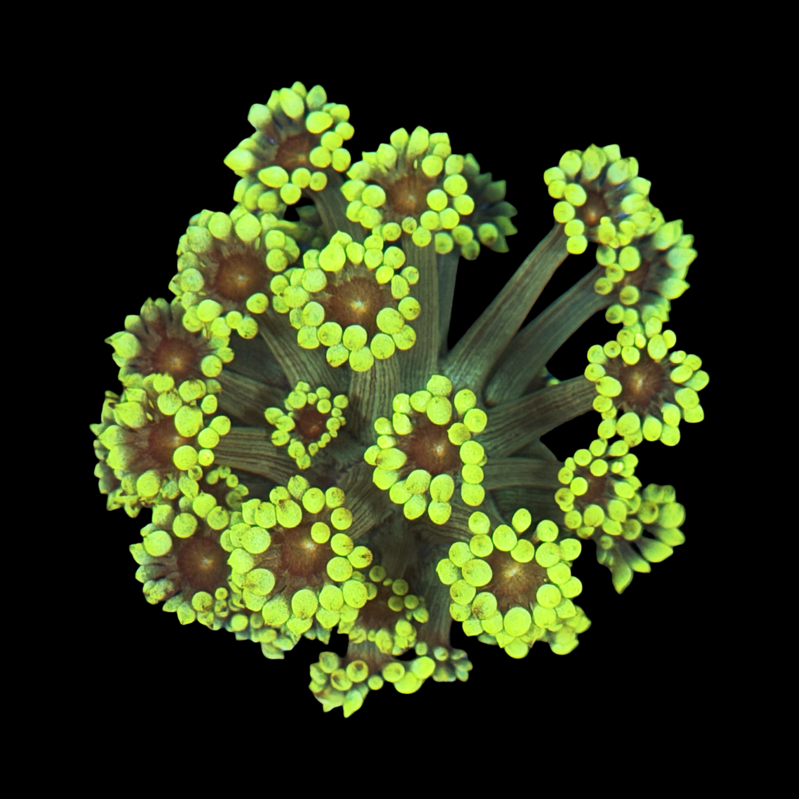 Yellow Daisy Goni XL